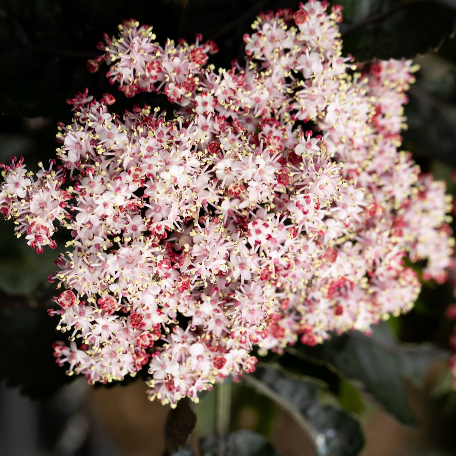 Frank P Matthews Black Sambucus Tower 12 Litre Container