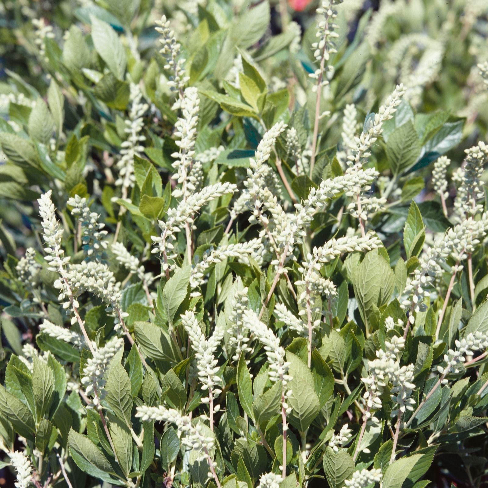 Plants 2 Gardens White Plants2gardens Clethra Hummingbird 3L