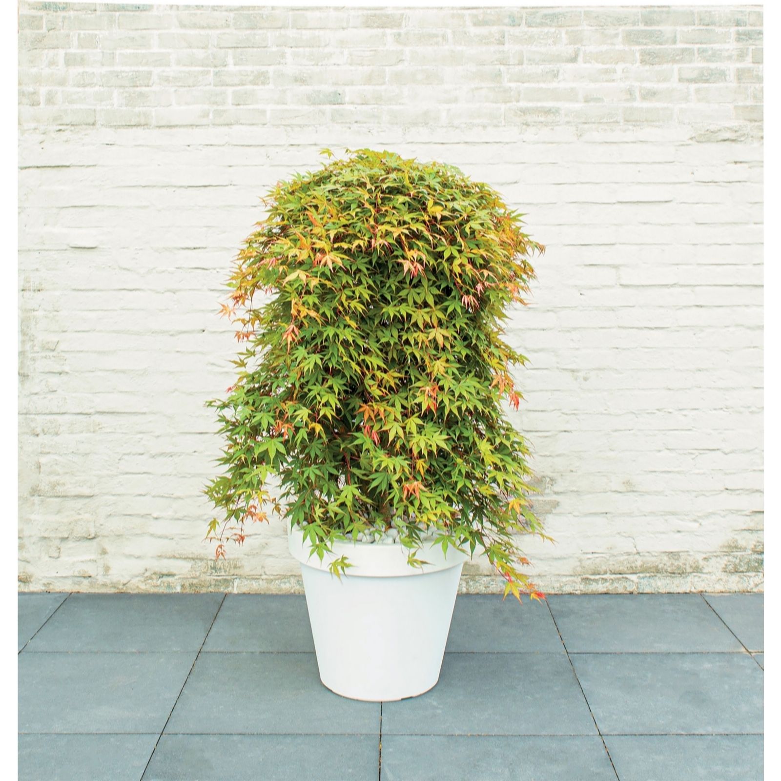 Thompson & Morgan Acer Cascading 3 Litre Pot x 1