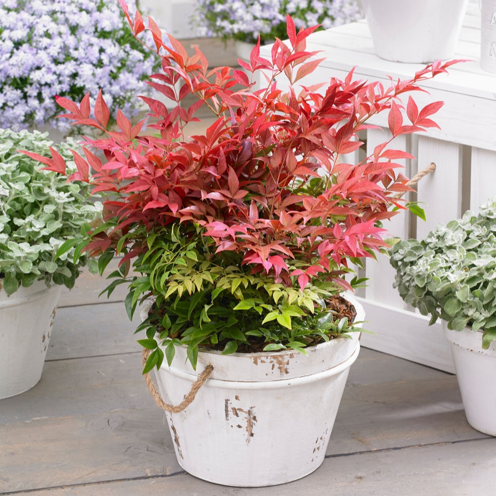 Yougarden White Sacred Bamboo Nandina Obsessed 17Cm Pot X 1