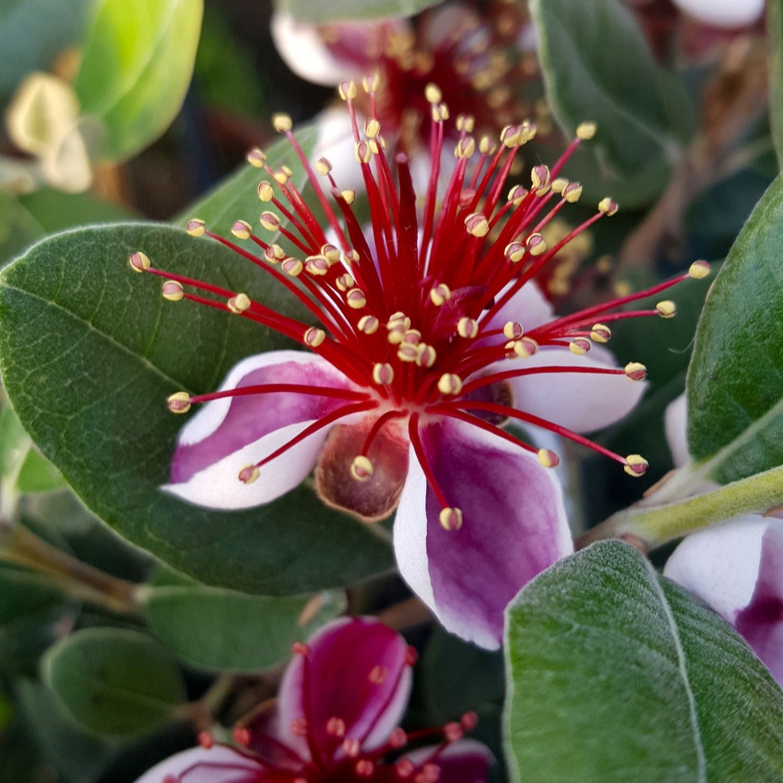 Yougarden Red Pineapple Guava 2L Pot