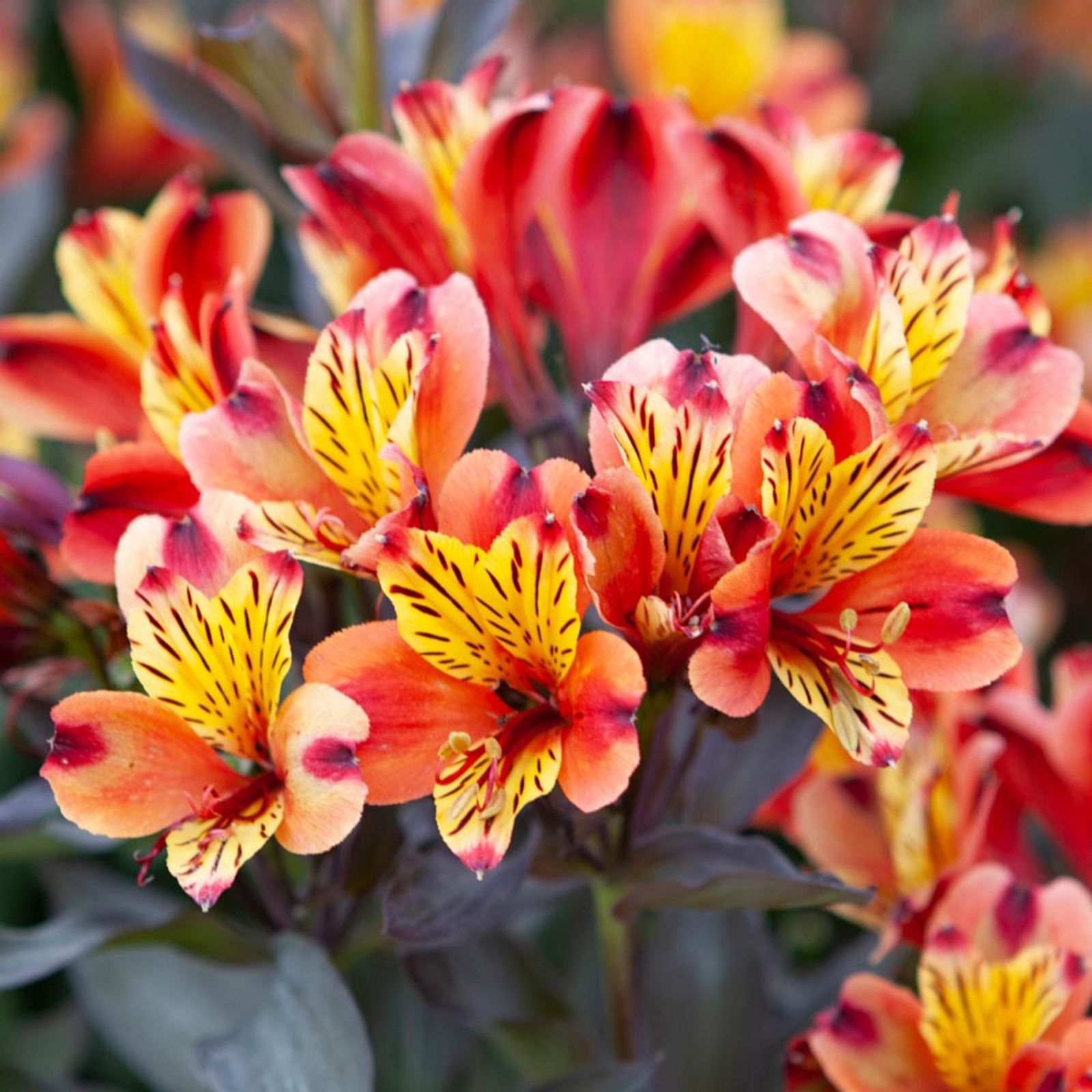 Yougarden Orange/Bronze/Purple Alstroemeria 'Indian Summer ' Jumbo Plug Plants X3