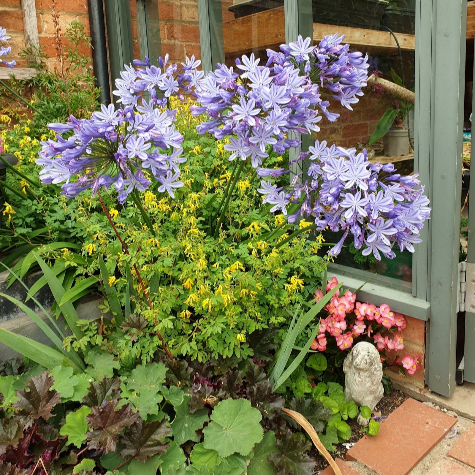 Plants 2 Gardens Blue Plants2gardens Agapanthus Danube Xxl Bare Root