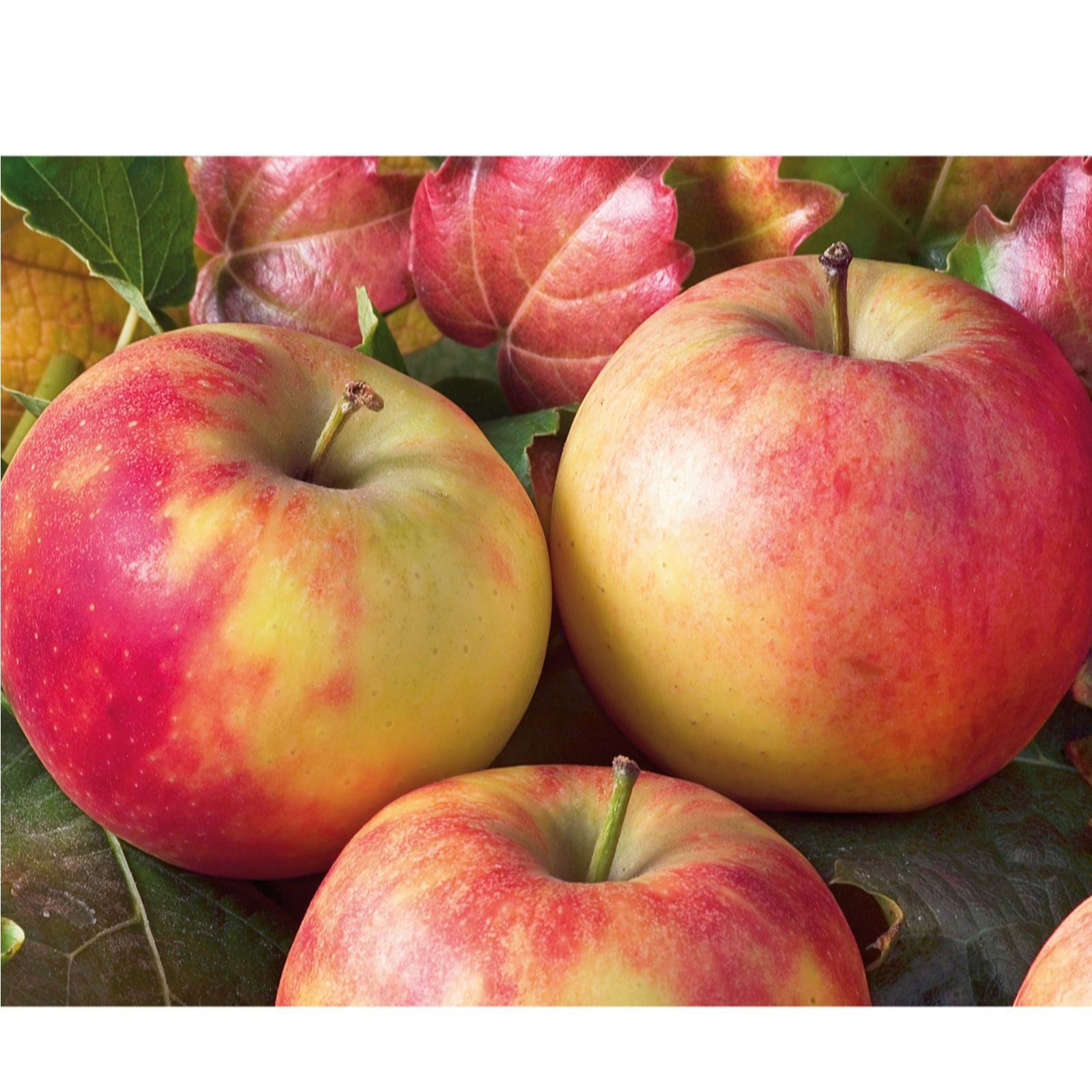 Plants 2 Gardens Golden Plants2gardens Apple (Malus) Elstar 5Ltr