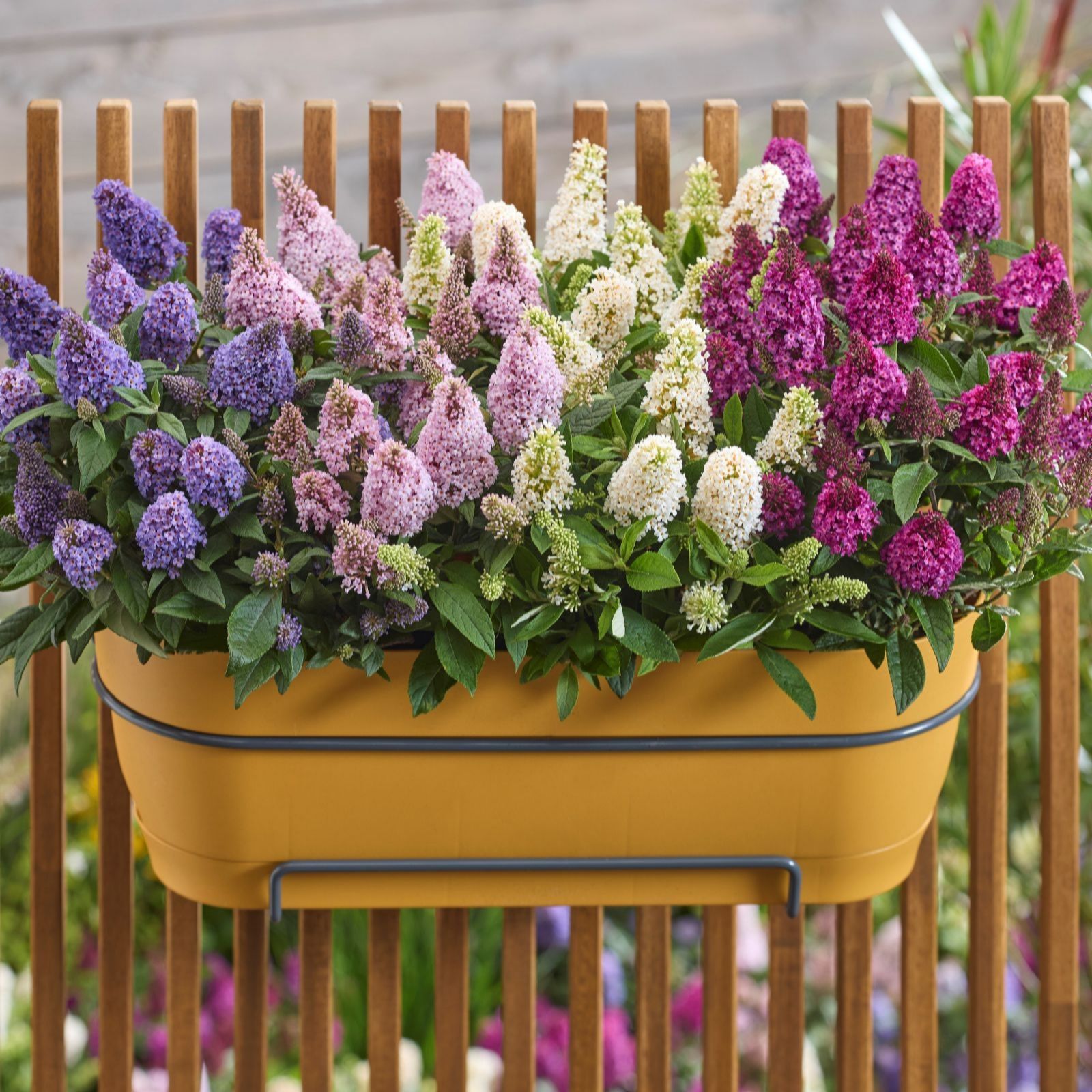 Thompson & Morgan Buddleja Davidii Little Rockstars Collection 9cm...