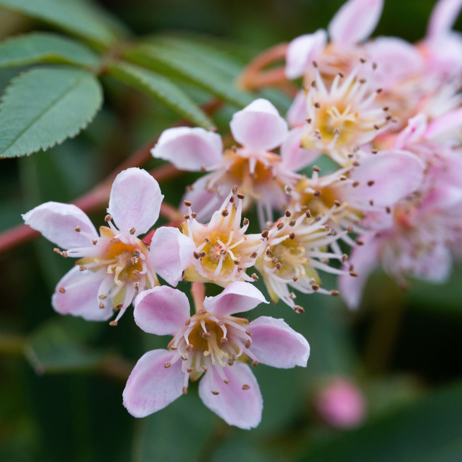 Frank P Matthews White/Pink/Purple Sorbus Eastern Promise 12 Litre Container