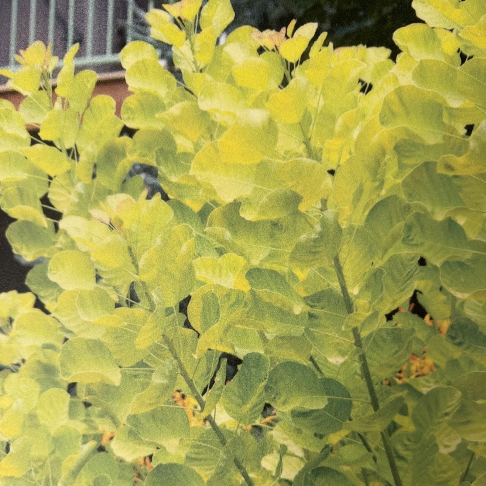 Plants 2 Gardens Golden Plants2gardens Cotinus Spirit 3L