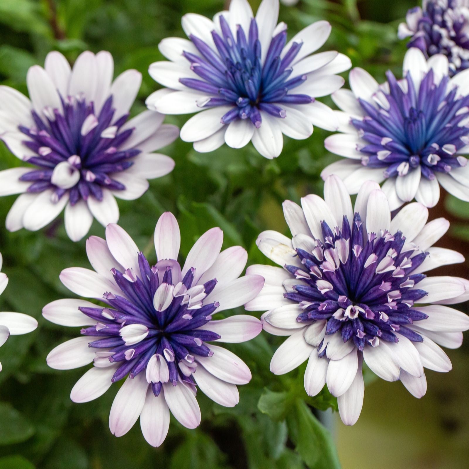 Hayloft Plants White/Blue/Purple Osteospermum 3X 13Cm Pots
