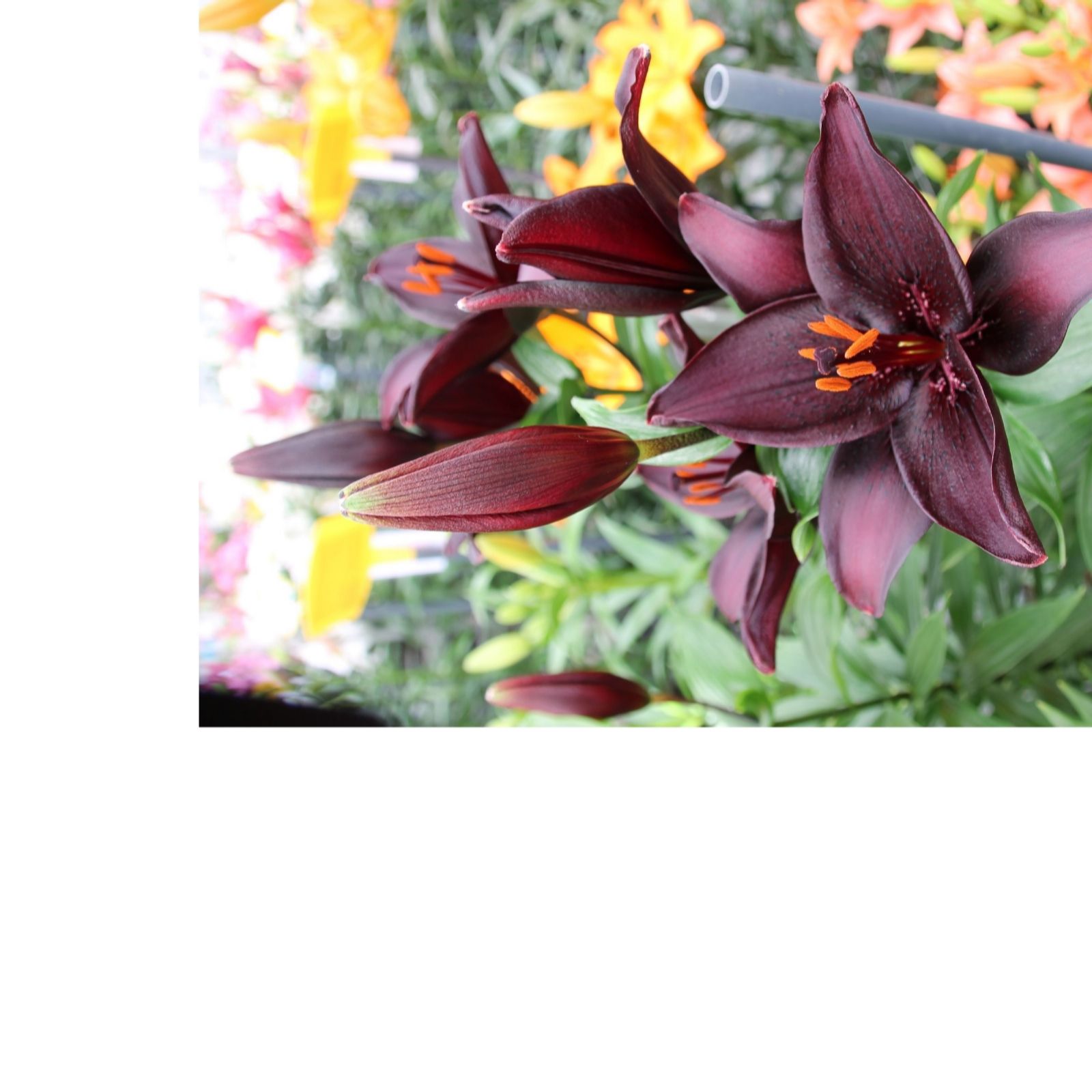 Thompson & Morgan Lily Secret Kiss 6 Bulbs