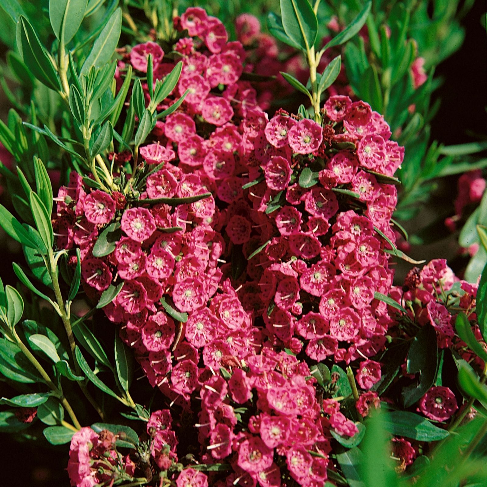 Plants 2 Gardens Pink Plants2gardens Kalmia Rubra 1.5 Litre Pot