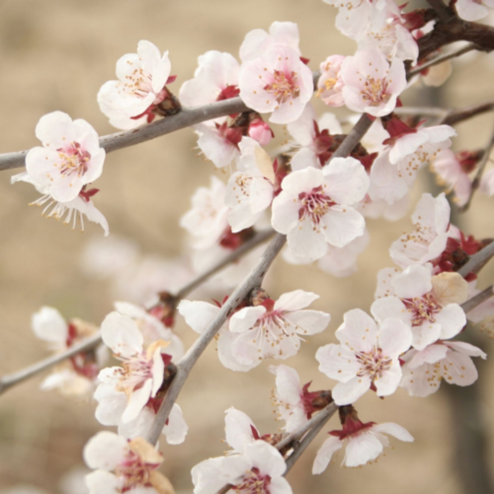 Yougarden Pink/Red/Green Prunus Incisa Kojo-No- Mai In 3L Pot