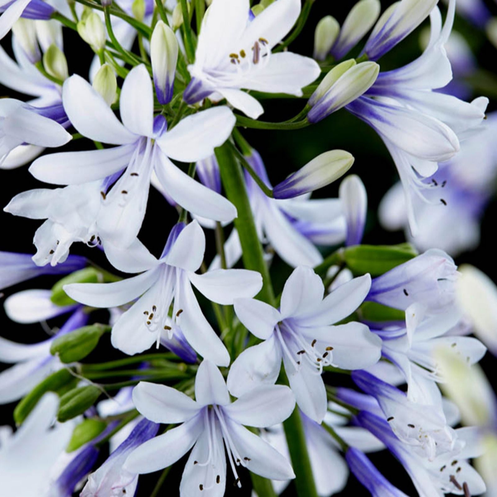 Yougarden Blue Agapanthus Fireworks 9Cm Pots X3