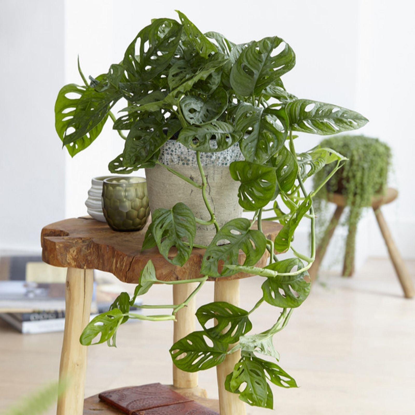 Yougarden Green Swiss Cheese Plant Monstera Monkey Leaf In 12Cm Pot