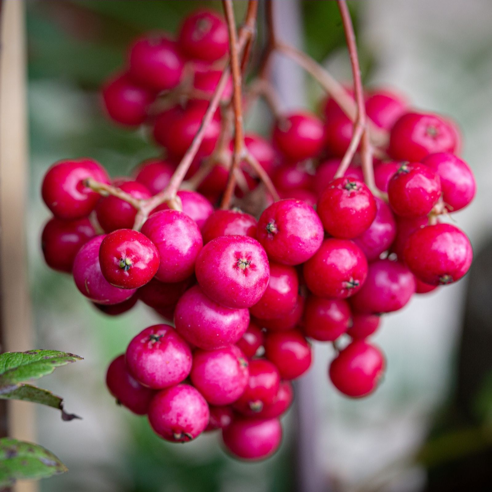 Frank P Matthews Pink Sorbus Vil Charm 12 Litre Container