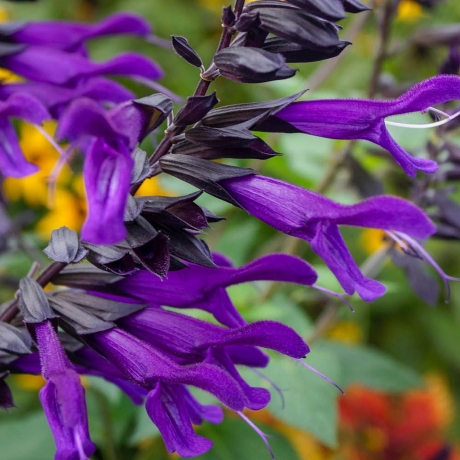 Yougarden Purple/Dark Salvia 'Amistad' In 9Cm Pots X3