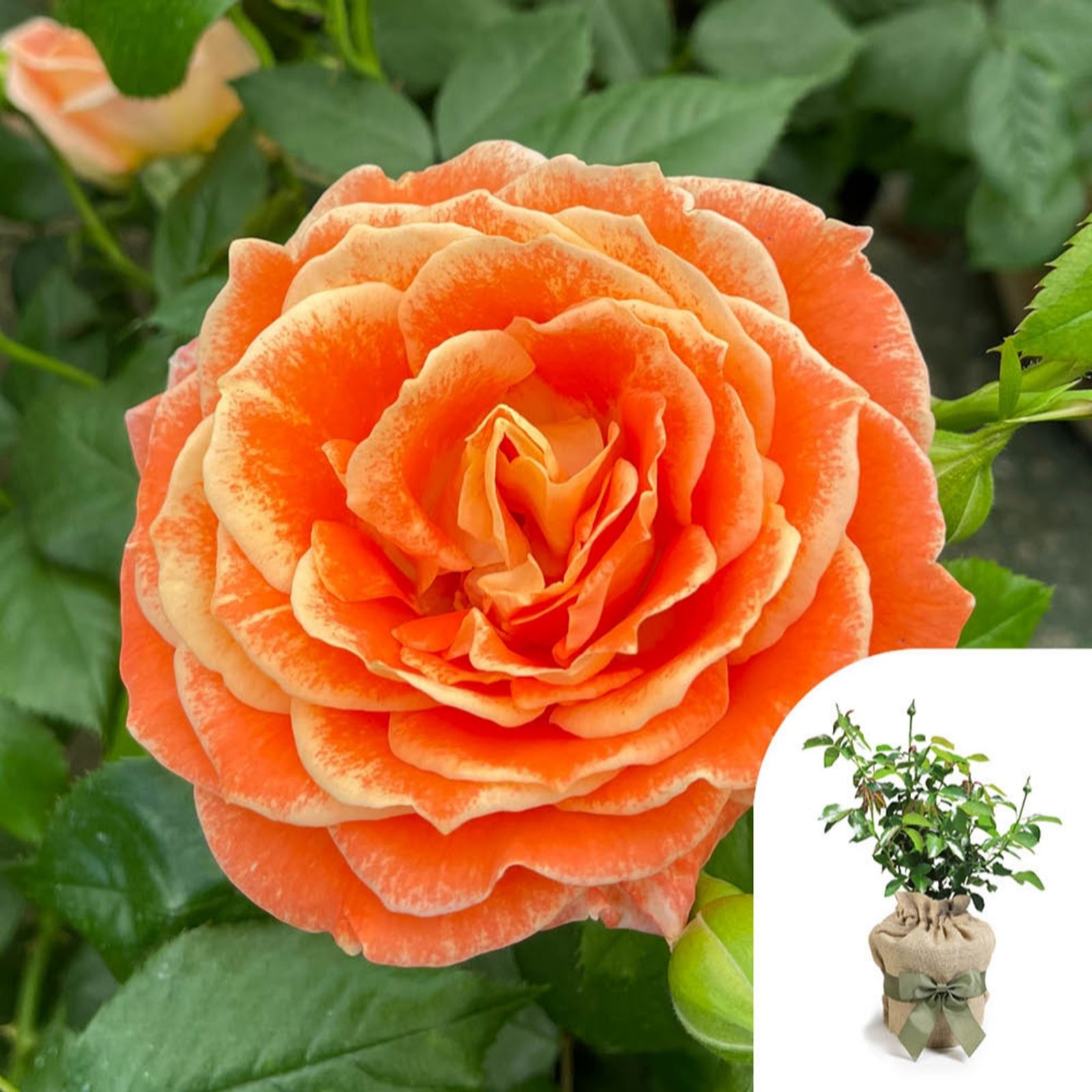 Harkness Roses Peach Rose 'Fab At 50' In A 4L Pot Gift Wrapped