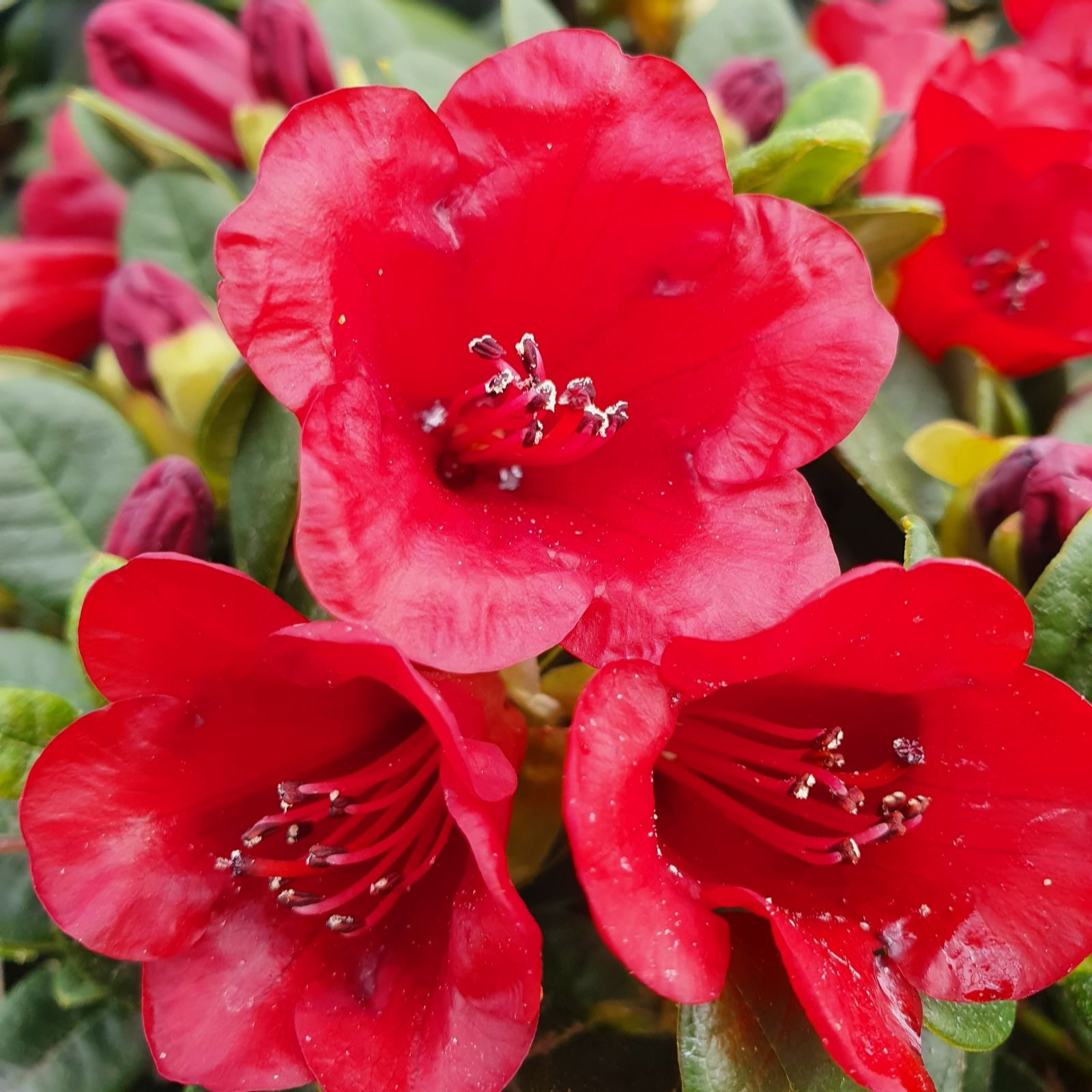 Plants 2 Gardens Red Plants2garden Rhododendron Carmen 3Ltr