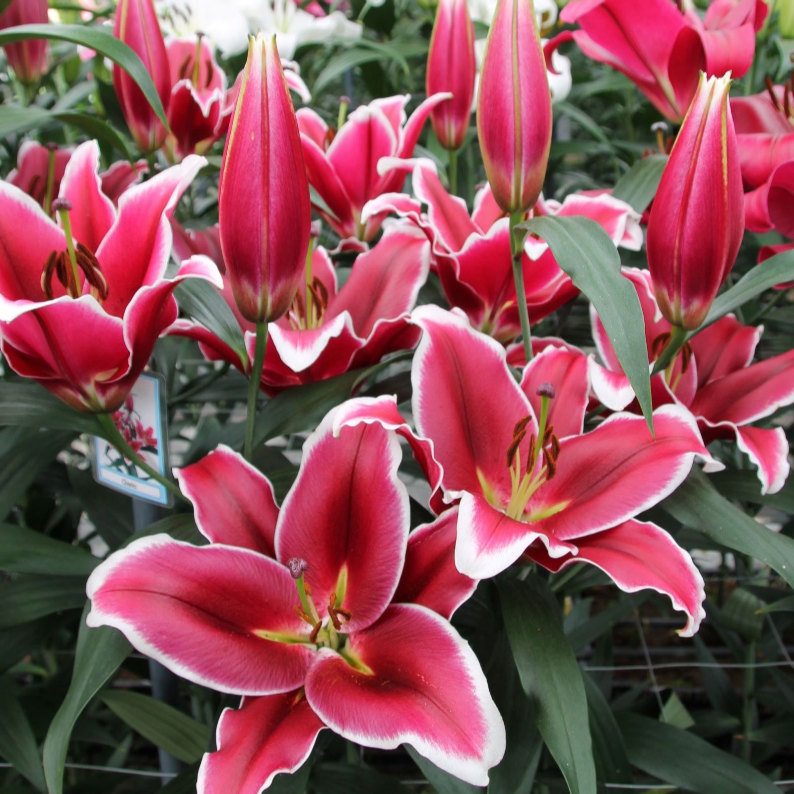 Thompson & Morgan White Lily Qwic 6 Bulbs