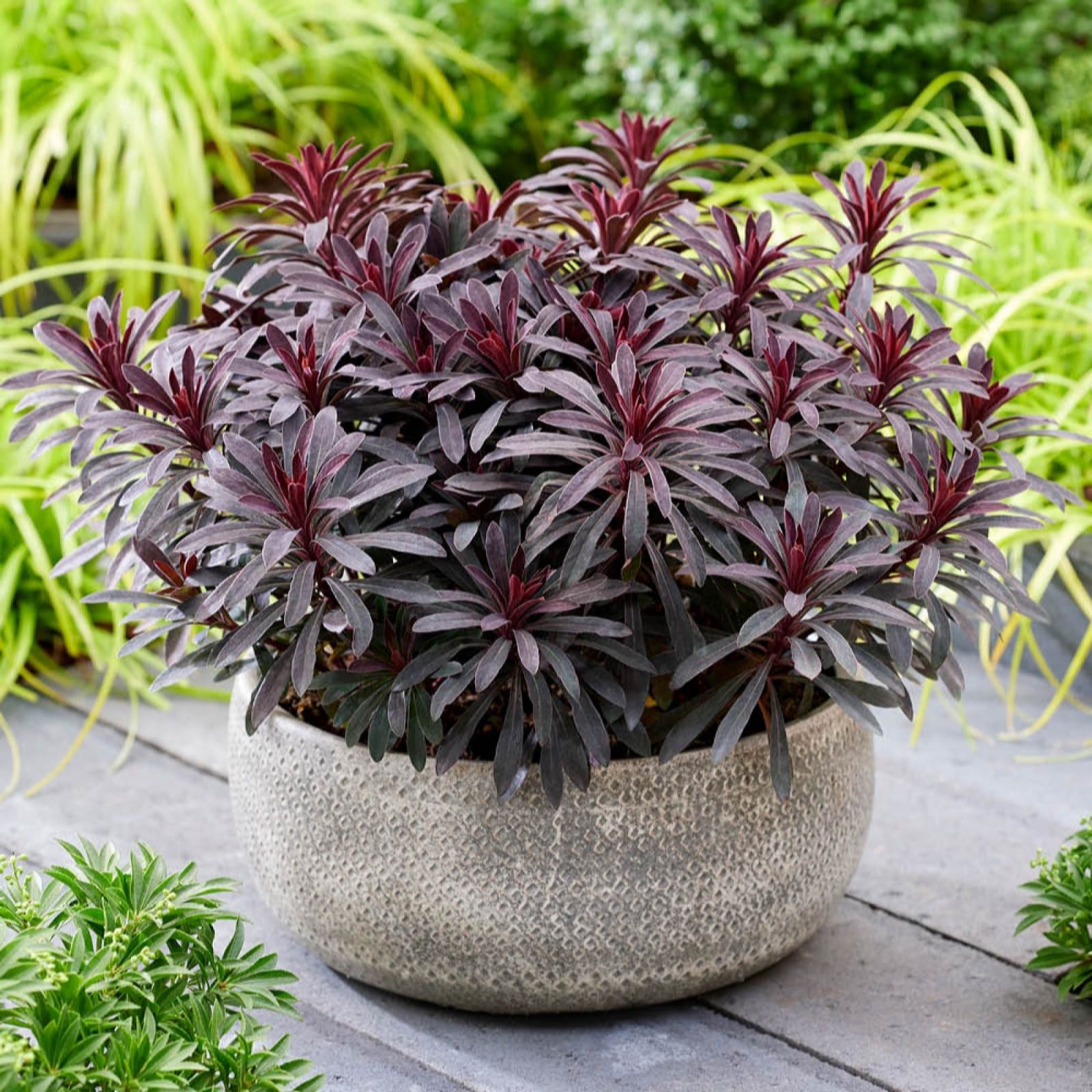 Yougarden Yellow Euphorbia Miner's Merlot 9Cm Pots X3