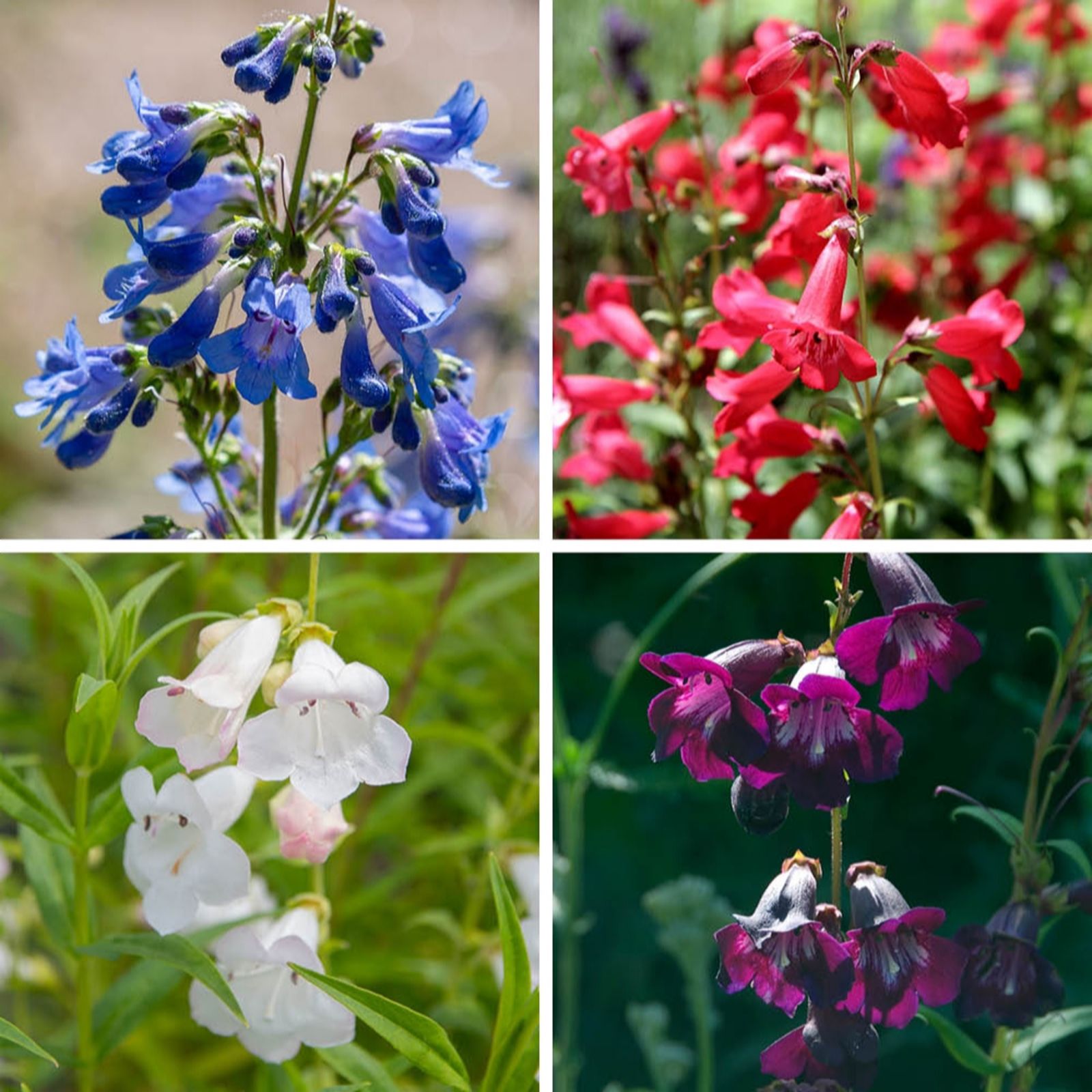 Yougarden Penstemon Hardy Perennial Collection Plug Plants X12