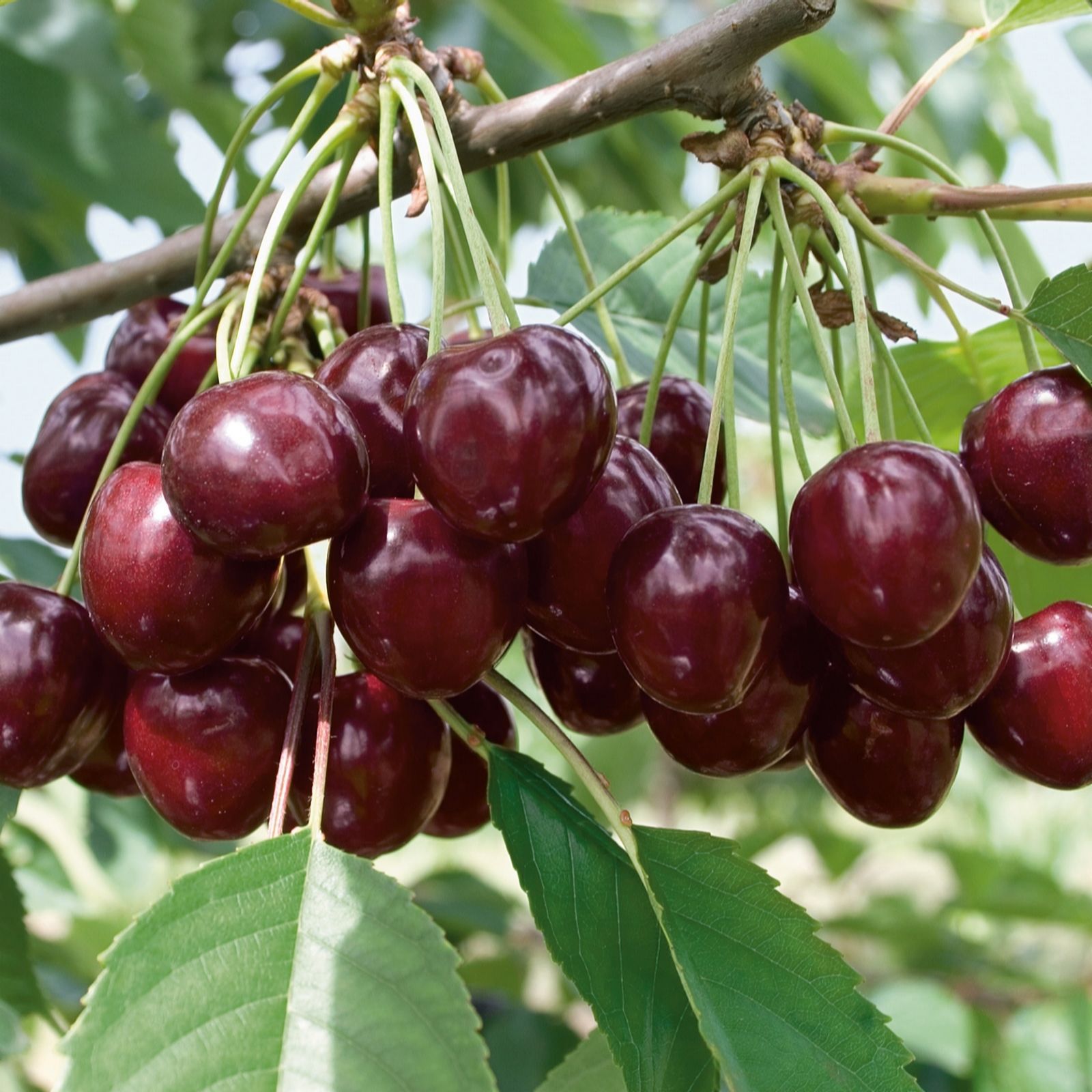 Plants 2 Gardens Dark/Red/White Plants2gardens Prunus Kordia 5Ltr