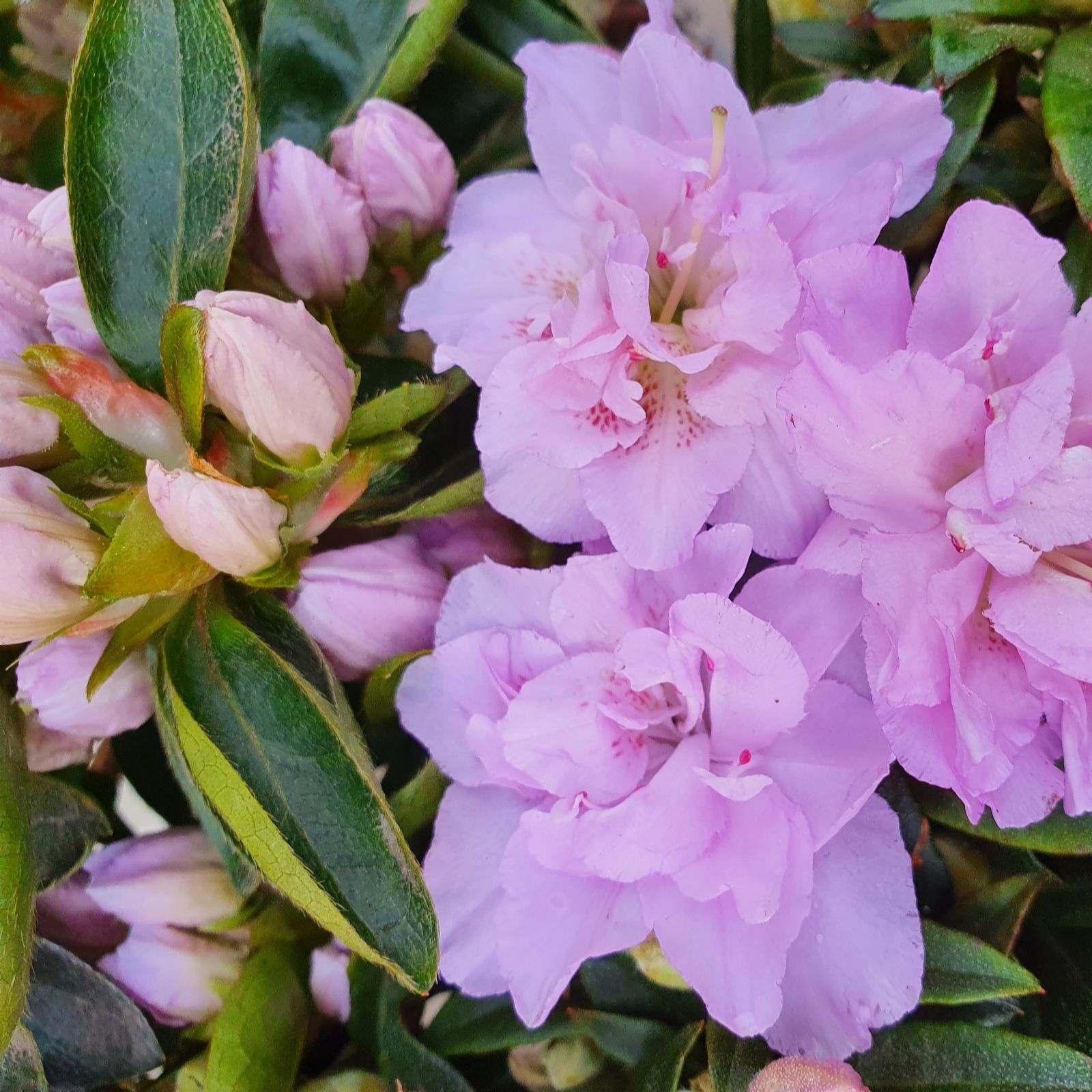 Plants 2 Gardens Plants2gardens Azalea Elsie Lee 3L