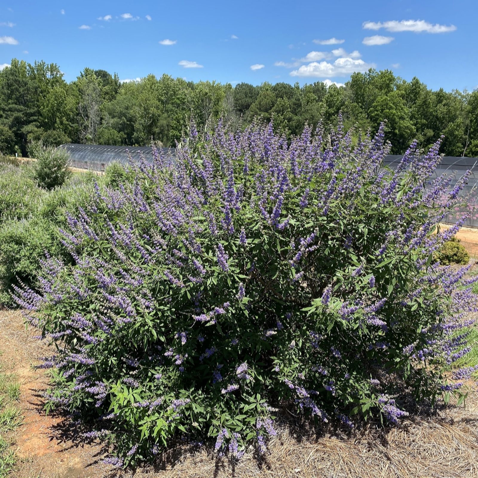 Plants 2 Gardens Plants2gardens Vitex Queen Bee 3L Potted Plant