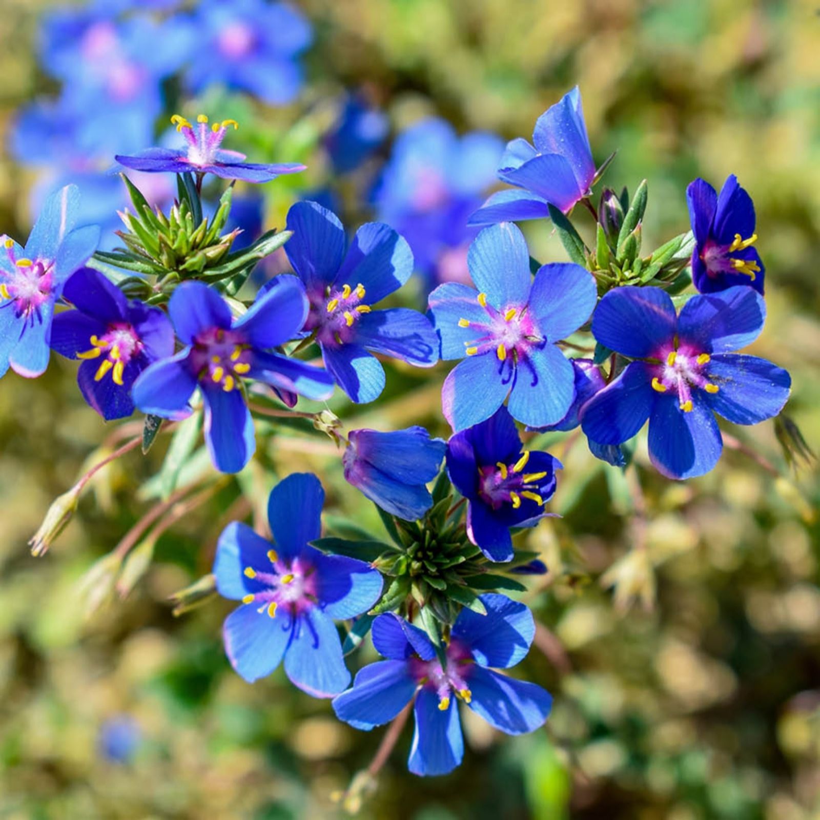 Yougarden Blue Anagallis Skylover Pimpernel Plug Plants X12