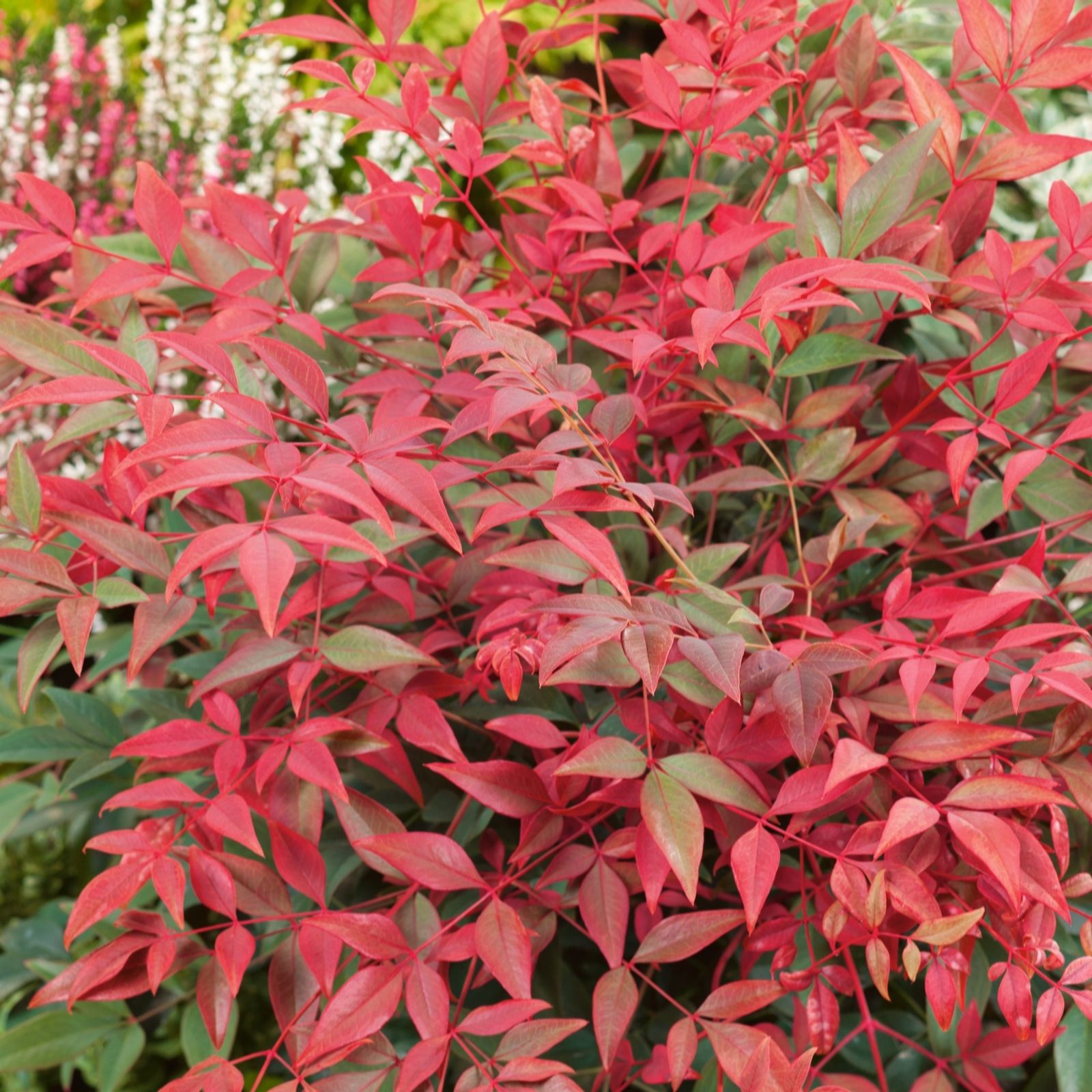 Plants 2 Gardens Red/Green/White Plants2gardens Nandina Obsessed 4.5Ltr