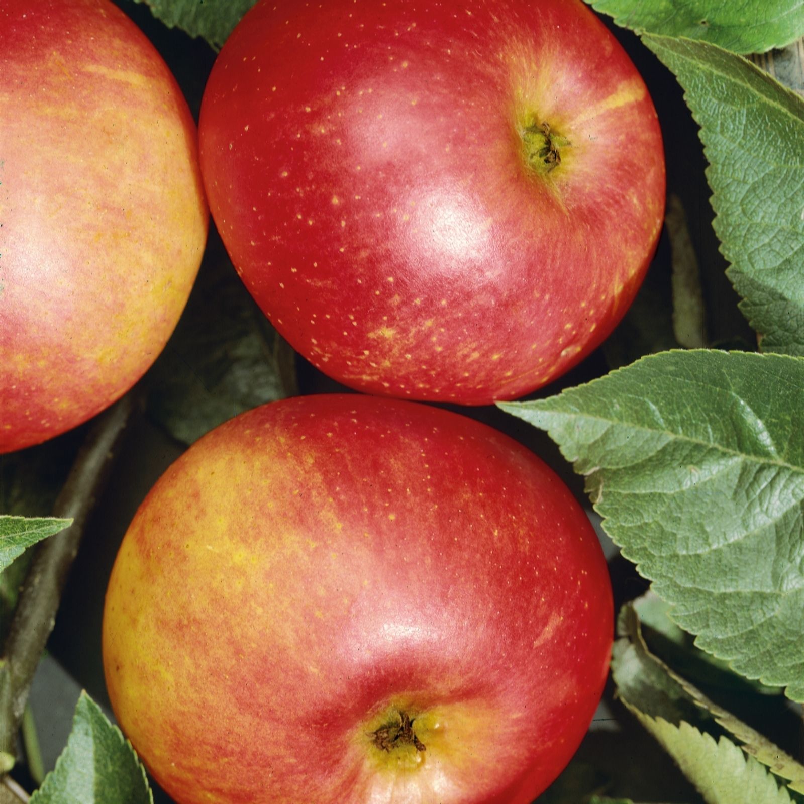 Plants 2 Gardens Discovery Plants2gardens Apple Tree In 7.5 Litre Pot