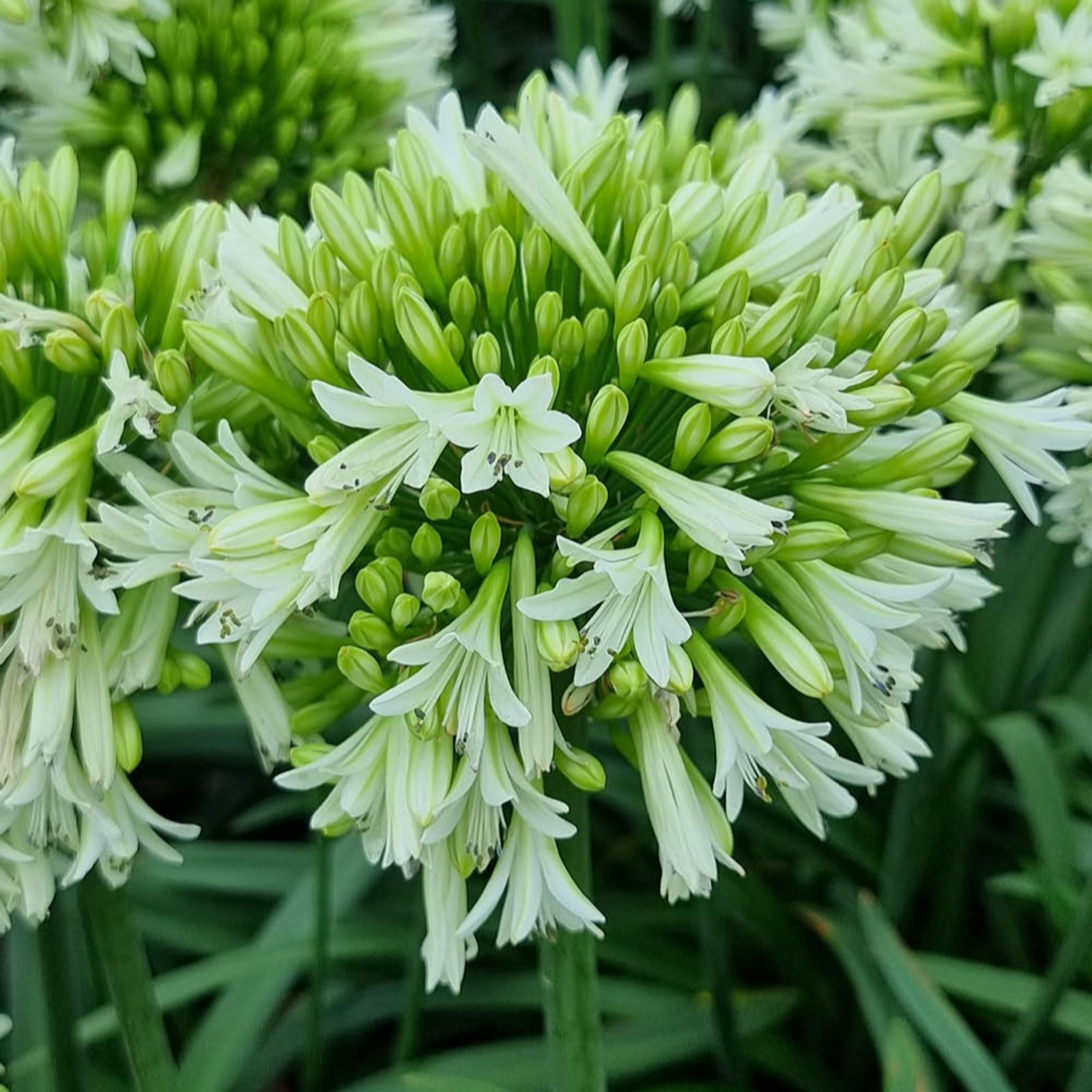 Yougarden White Agapanthus 'Emerald Ice' In 9Cm Pots X3