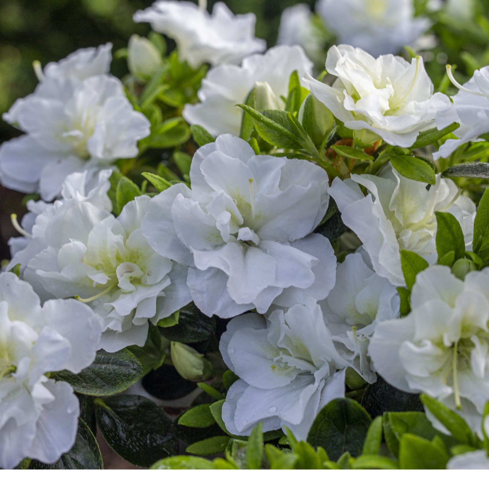 Plants 2 Gardens White/Green/Dark Plants2gardens Azalea Snow Pearl 3L
