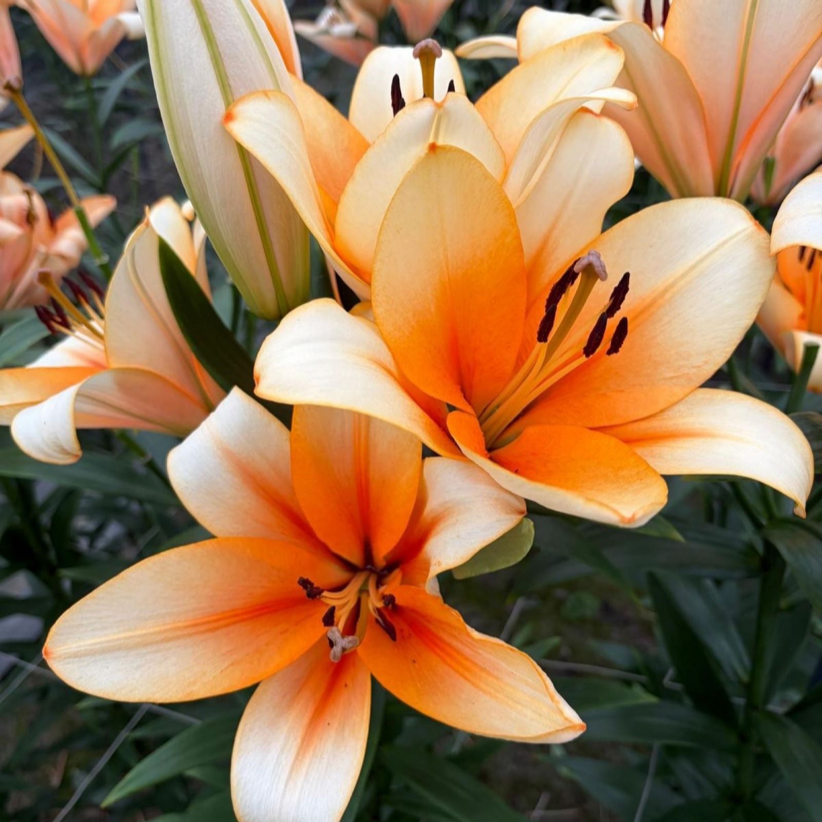 Thompson & Morgan Orange Lily Emperor 6 Bulbs