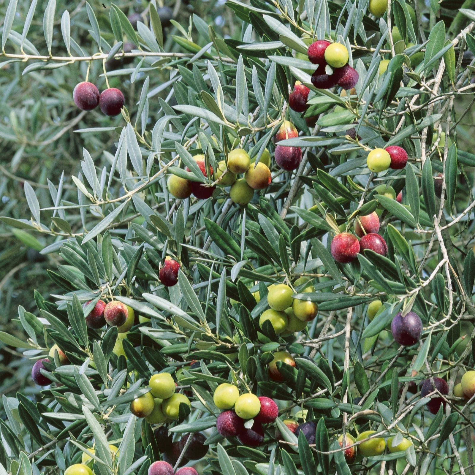 Plants 2 Gardens White Plants2gardens Olive Tree 3Ltr