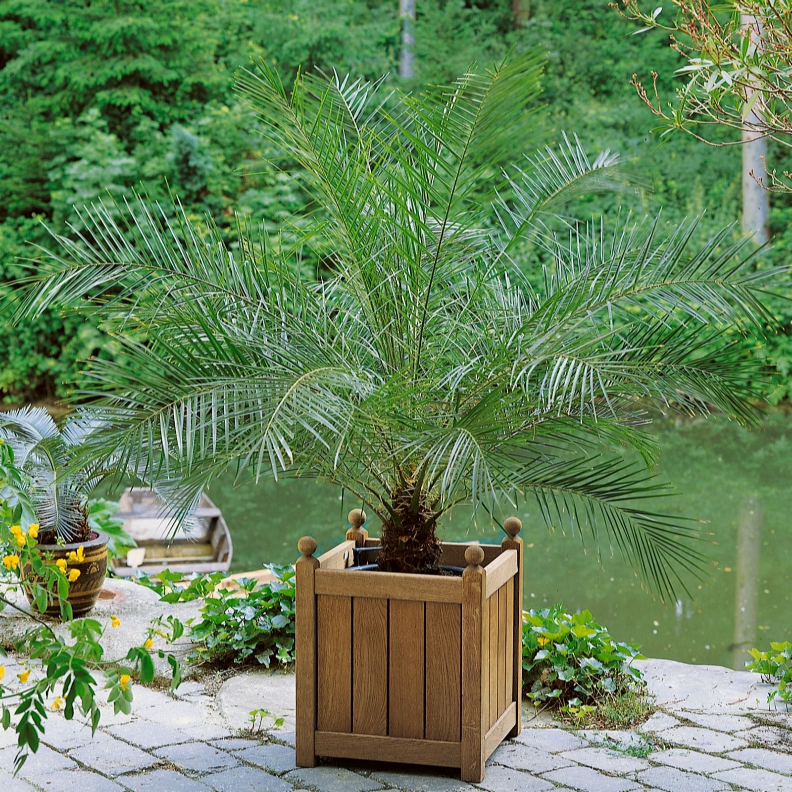 Plants 2 Gardens Yellow Plants2gardens Phoenix Canariensis 2 X 2 Litre Pots