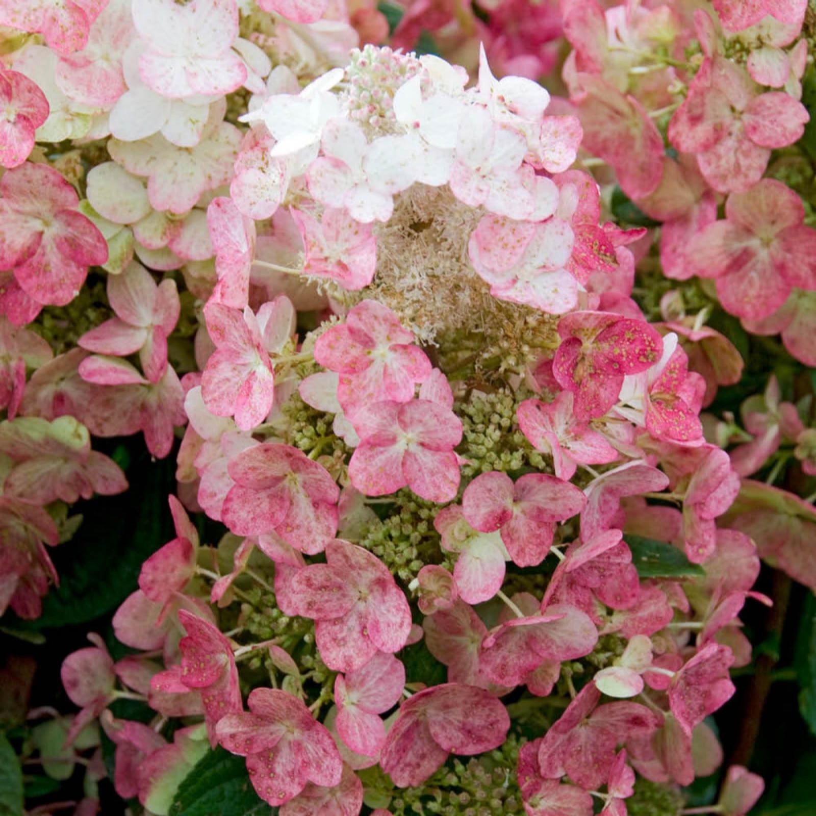 Yougarden White/Pink Hydrangea Paniculata 'Magical Fire' In A 3L Pot