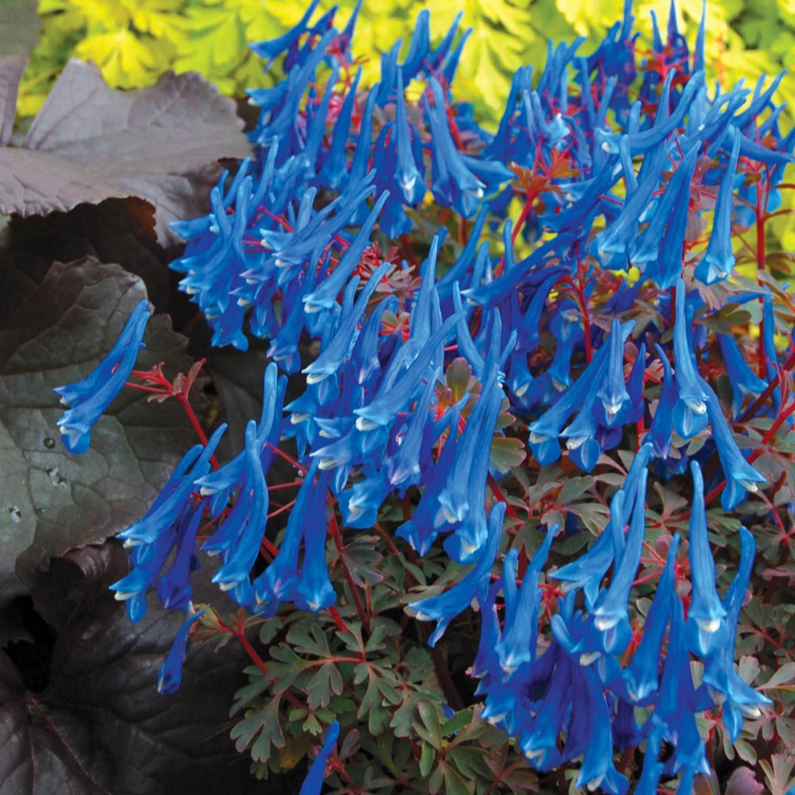 Yougarden Blue Corydalis Heron Plug Plants X 6