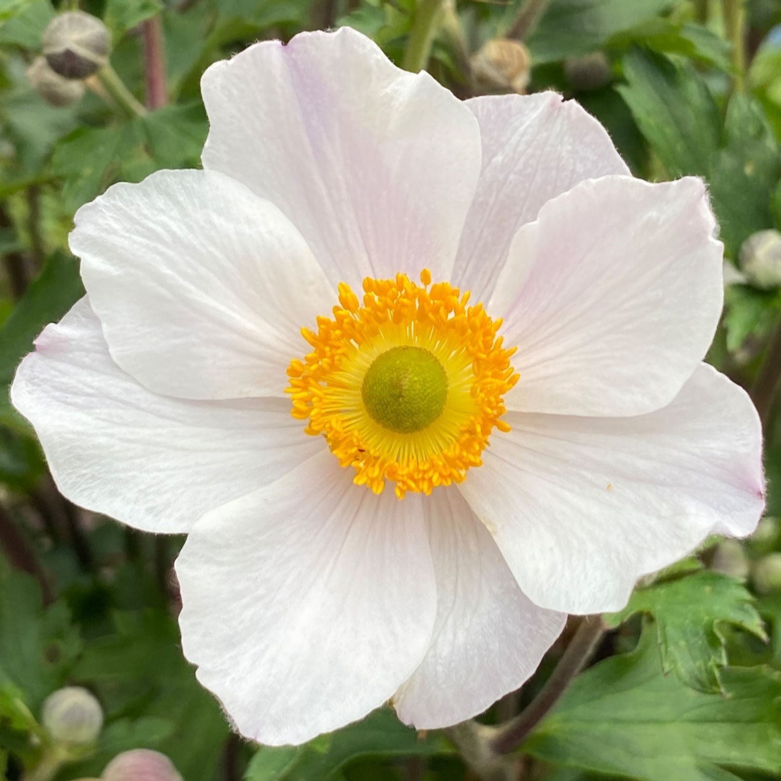 Richard Jackson White Anemone Elfin Swan 1X 3 Litre Pot