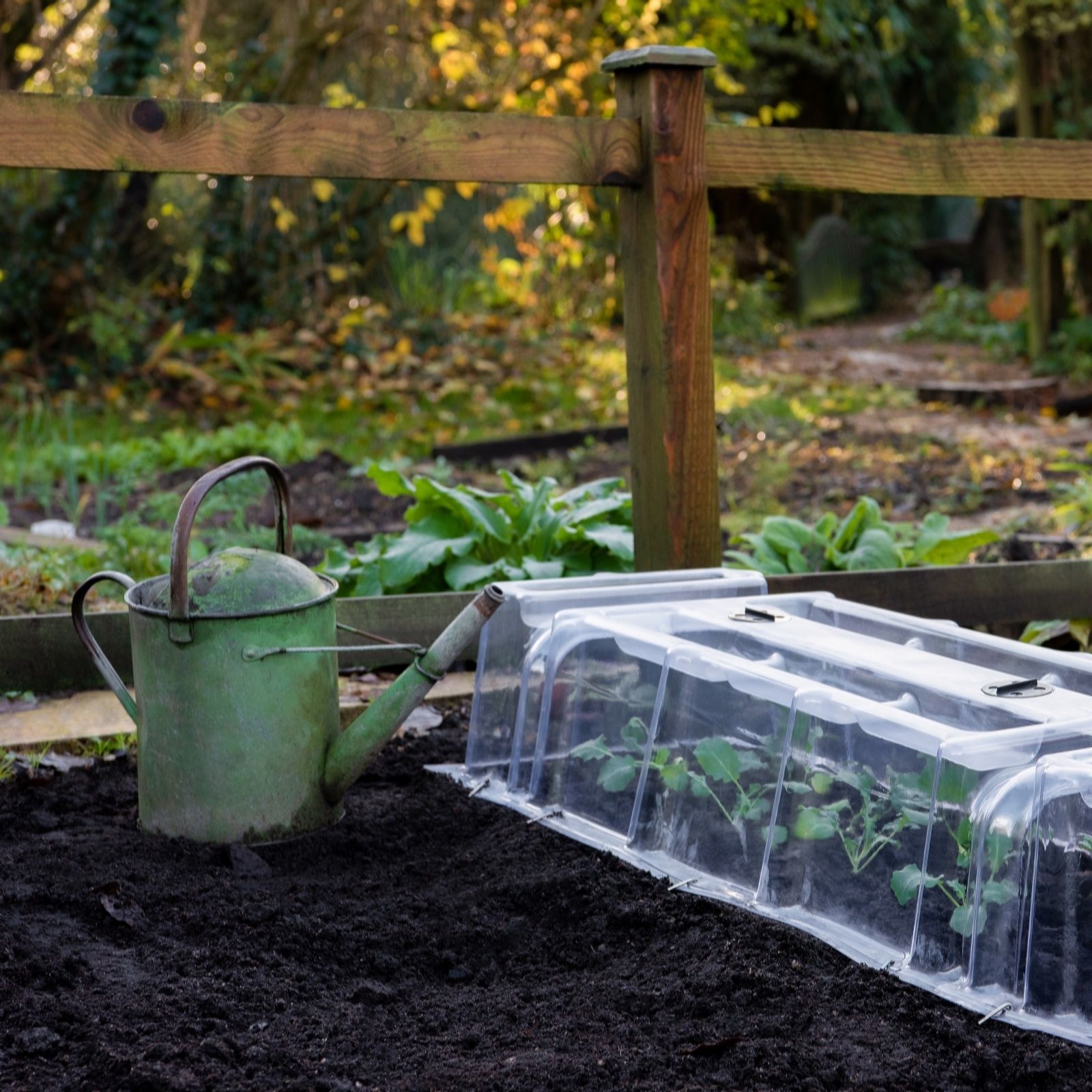 Thompson & Morgan Mini Greenhouse 2 Cloches 4 Ends + Stakes