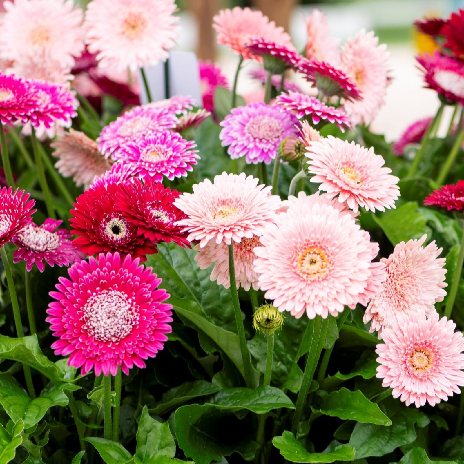 Thompson & Morgan Gerbera Pretty in Pink Collection 7cm x 6