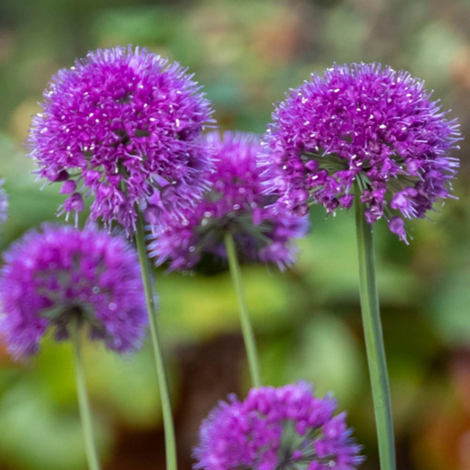 Yougarden Lavender Allium ' Bubbles' In 9Cm Pots X3