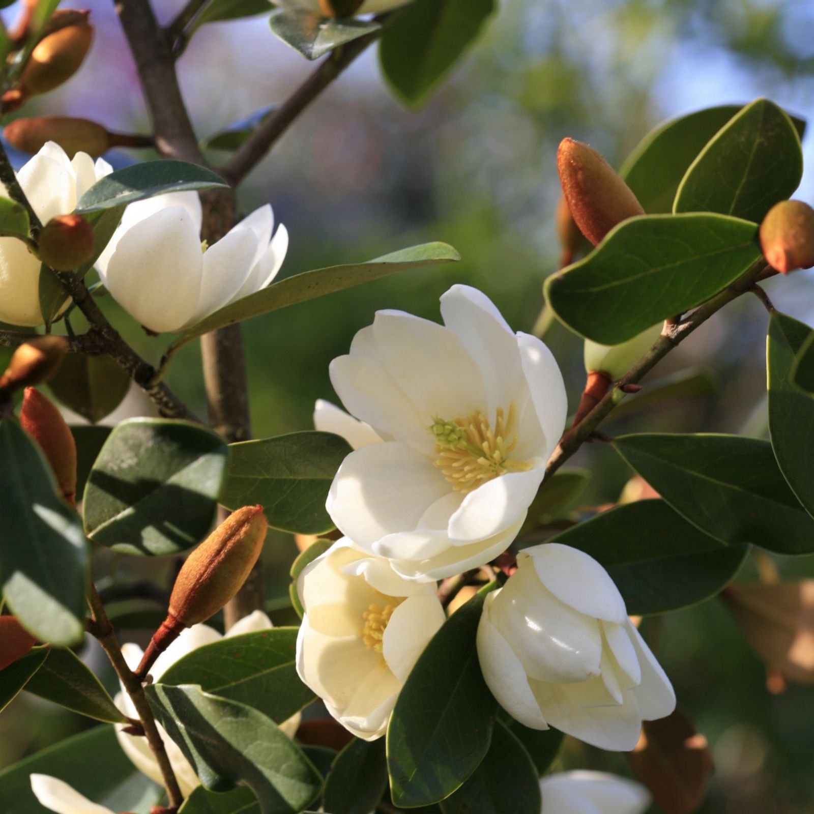 Plants 2 Gardens Plants2garden Magnolia Fairy Honey Velvet 3Ltr