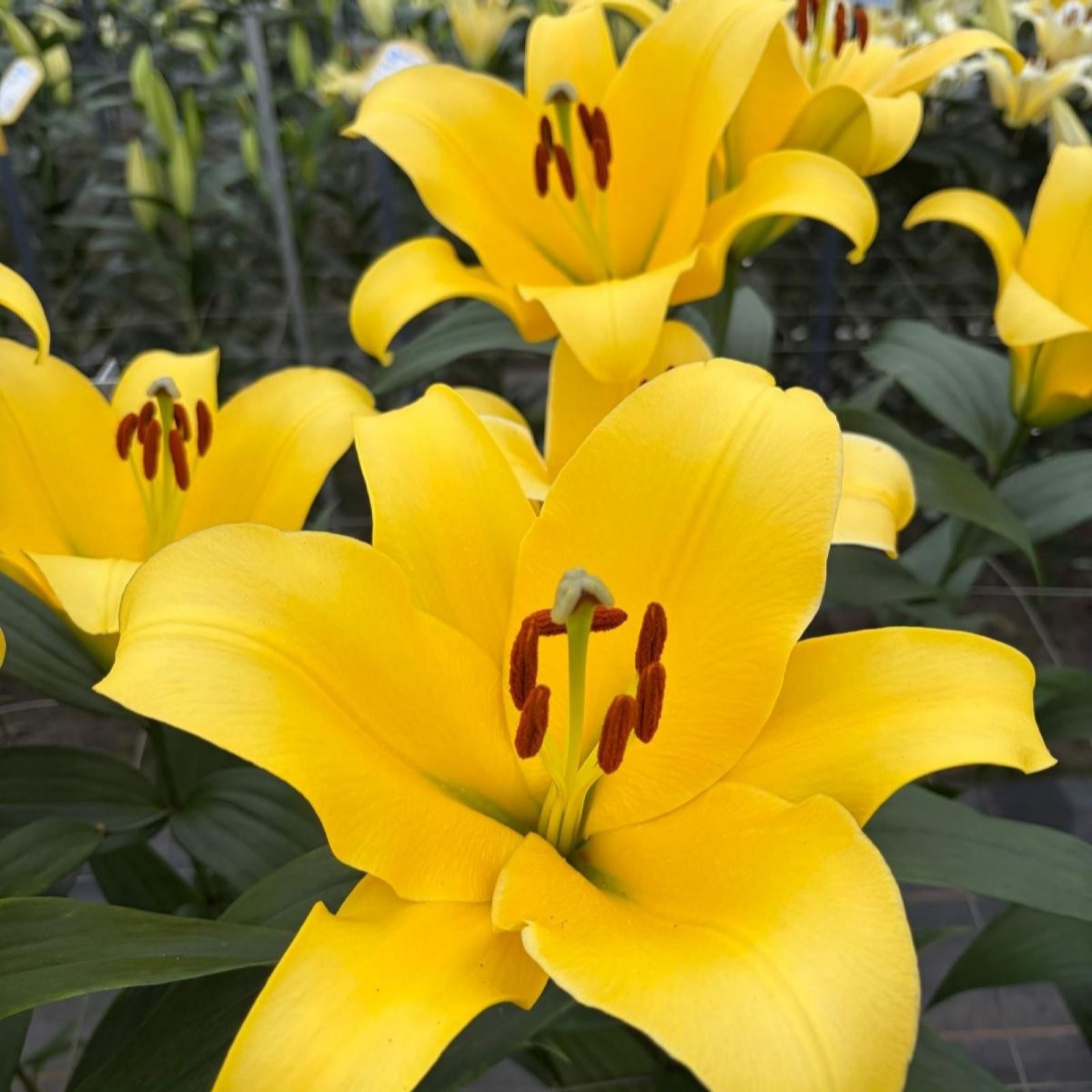Thompson & Morgan Lily Moonlight 6 Bulbs