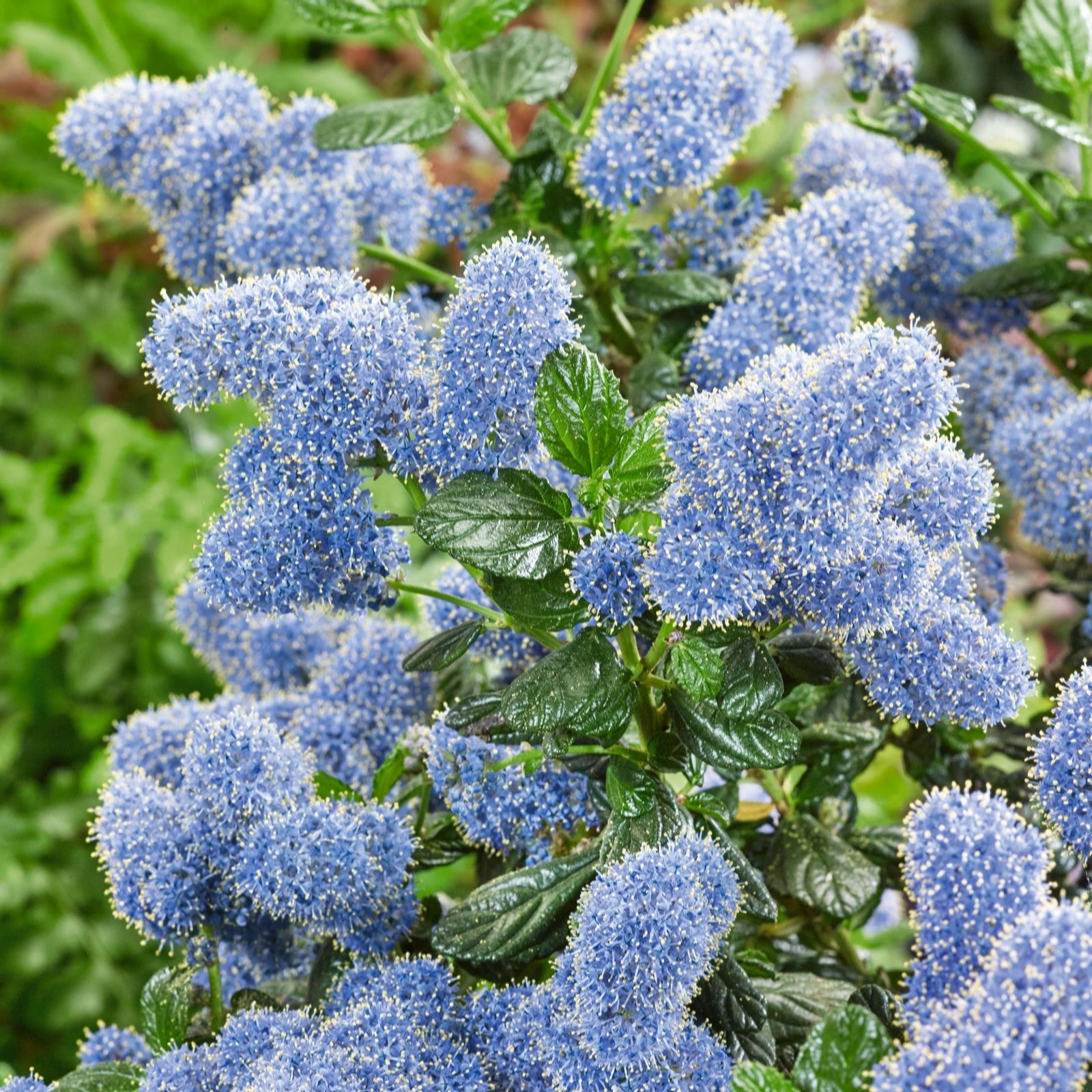 Plants 2 Gardens Green/Indigo Plants2gardens Ceanothus Concha 4.5 Litre Pots