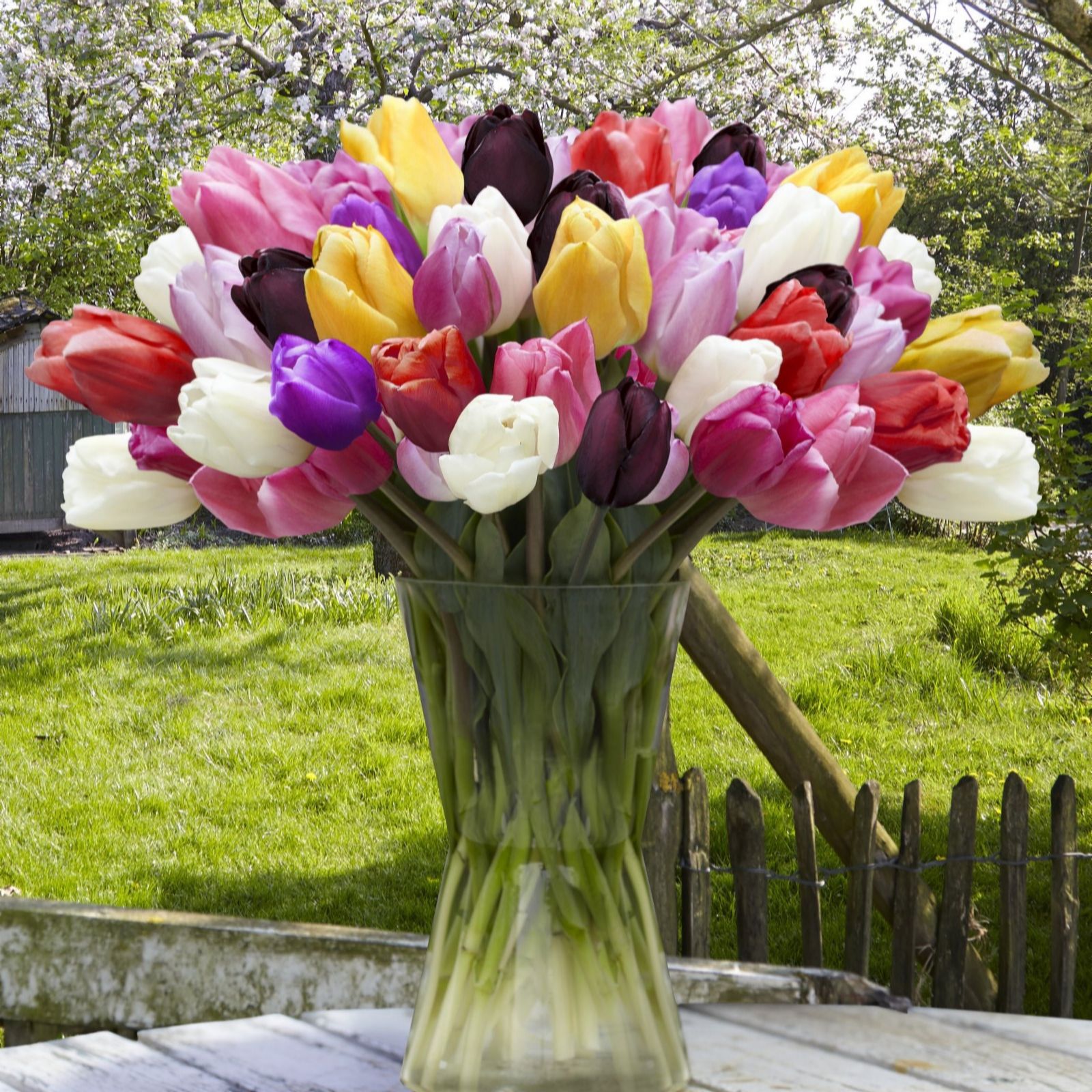 Thompson & Morgan Tulip Everlasting Mixed Bulbs X 32