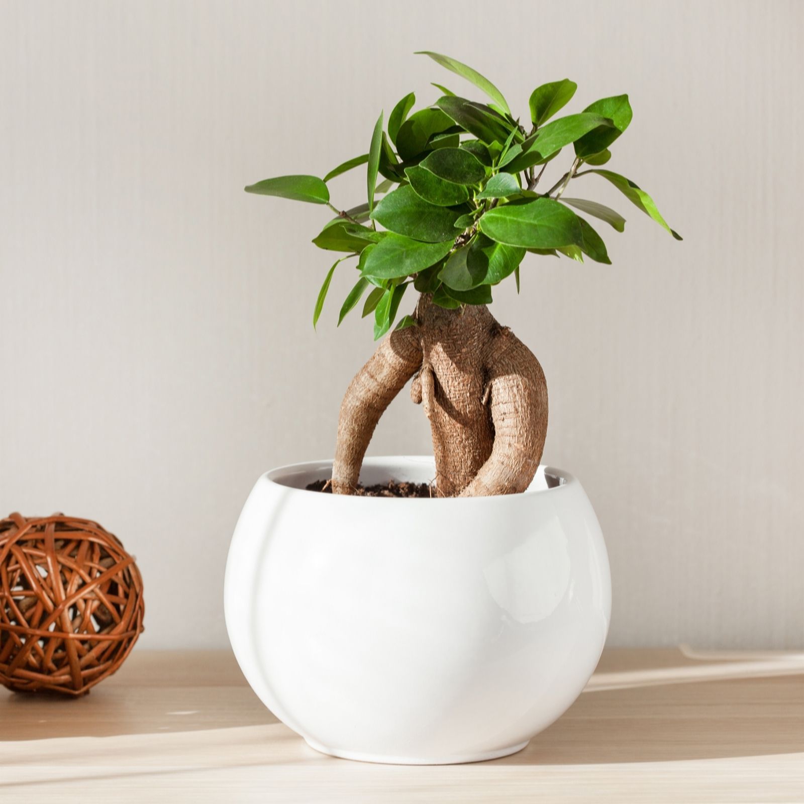 Yougarden Ficus Microcarpa Ginseng In 12Cm Pot