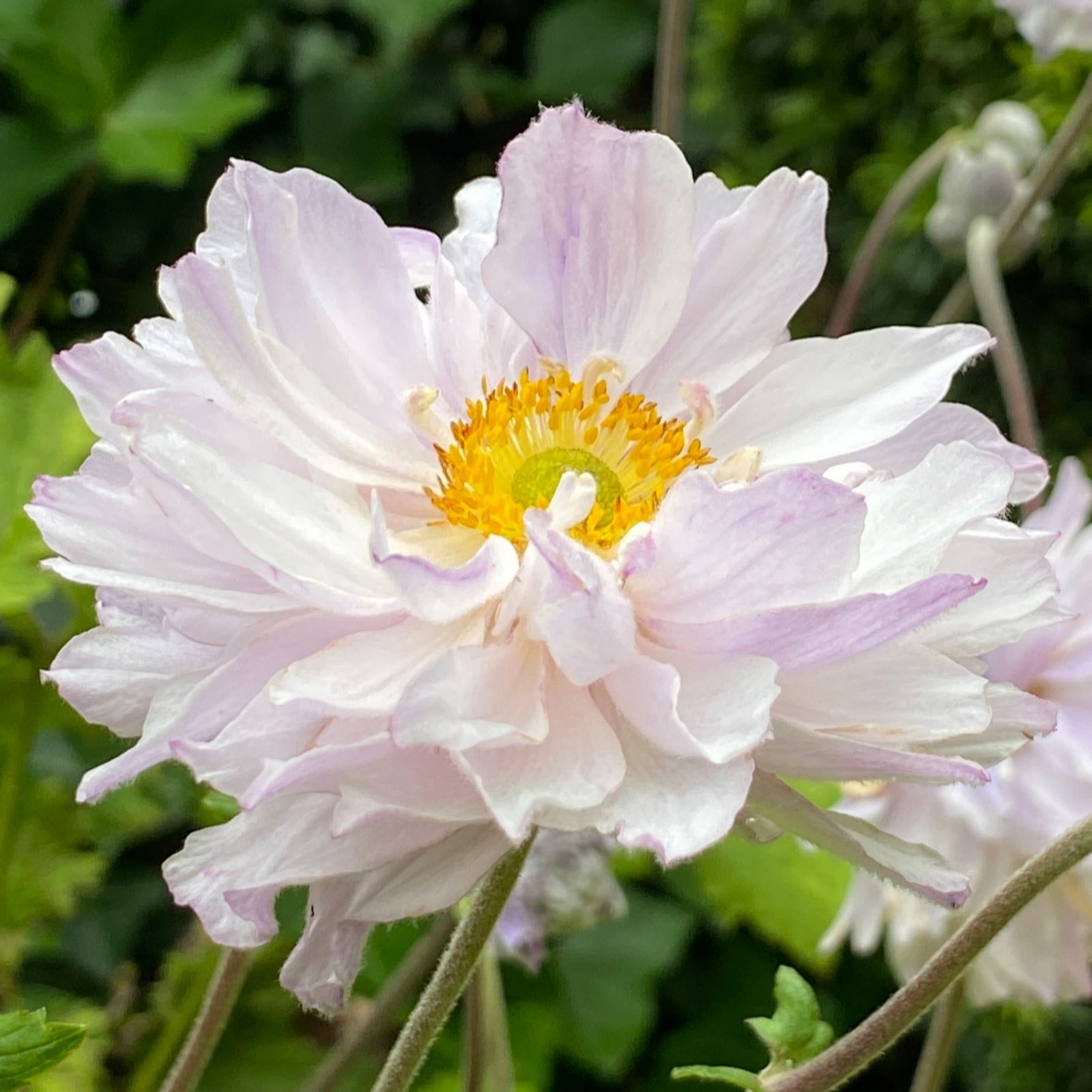 Richard Jackson White/Lilac Anemone Frilly Knickers 1X 3 Litre Pot