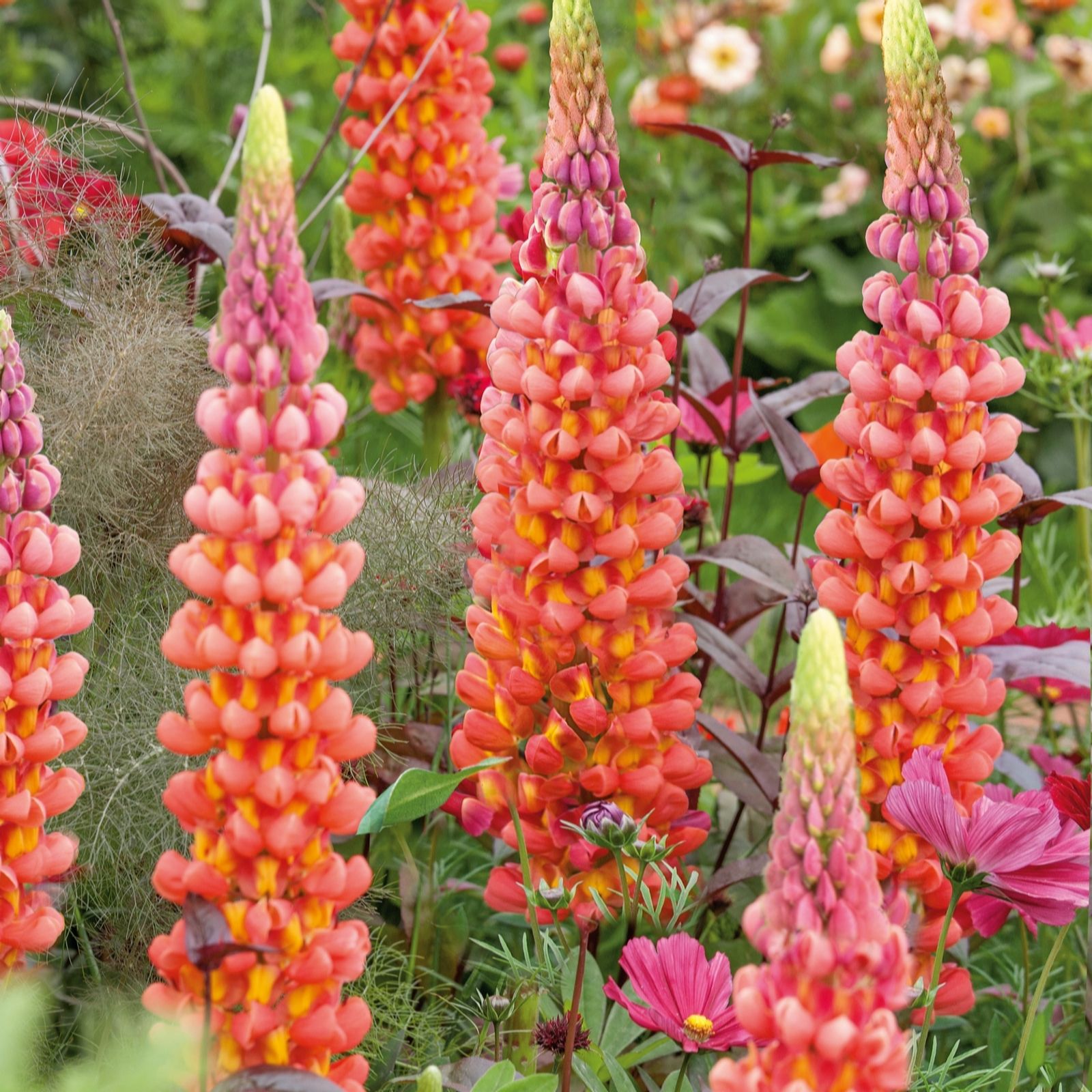Hayloft Plants West Country Lupins 3X 9Cm