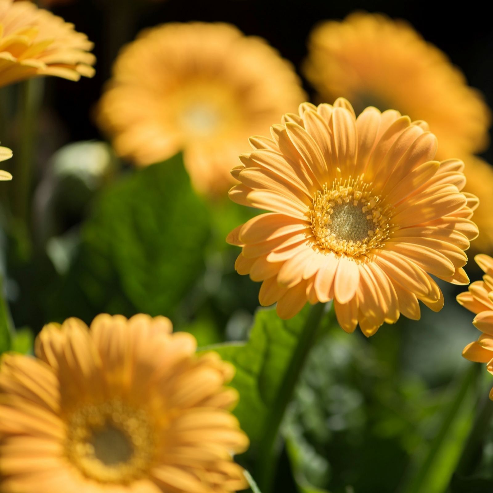 Thompson & Morgan Gerbera Sweetest Collection 7cm x 6