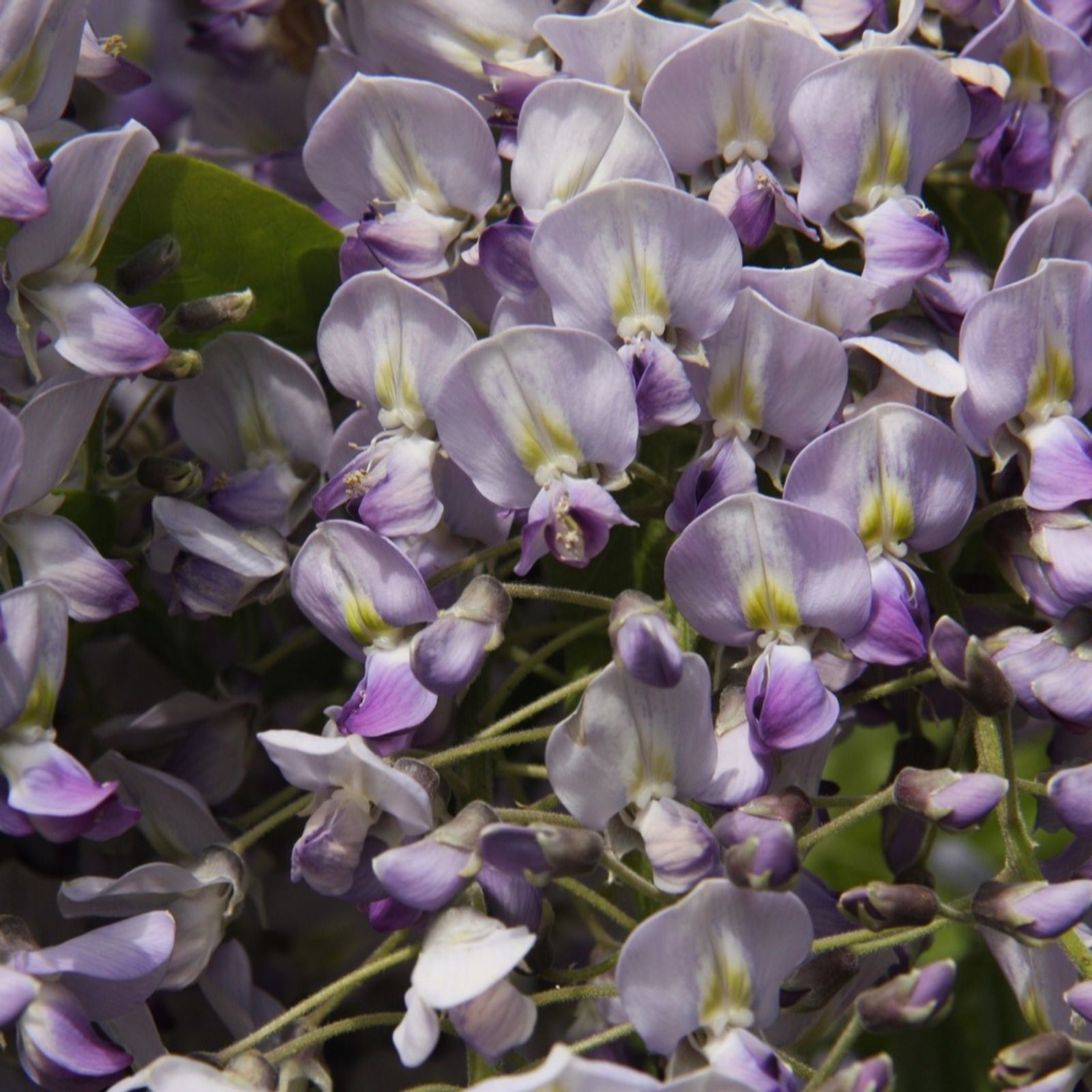 Frank P Matthews Wisteria Hon Beni 7 Litre Container